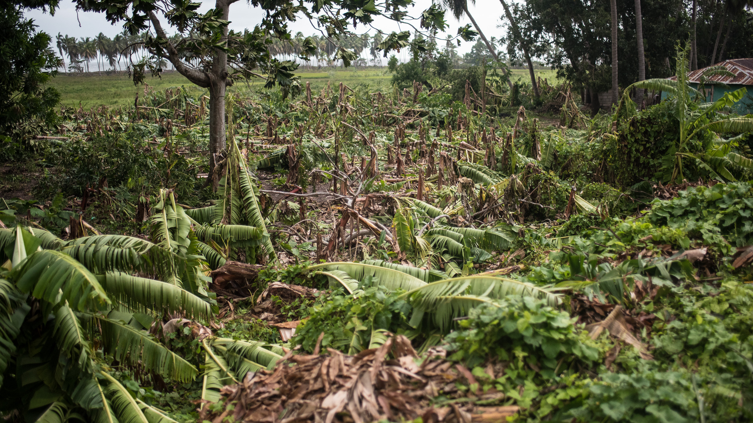 Banana tress and almost all other crops have been destroyed