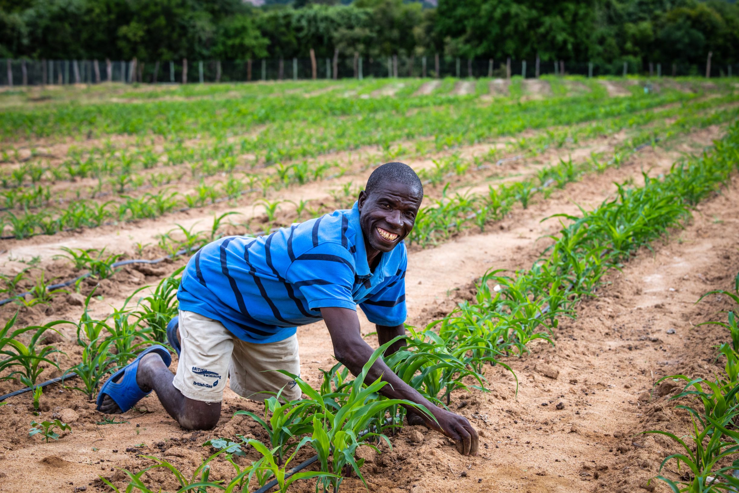 Zimbabwean man looking at his plants in his field  