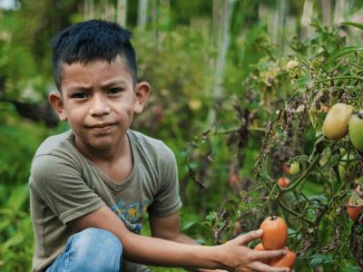 A young boy frowns as he picks fruit