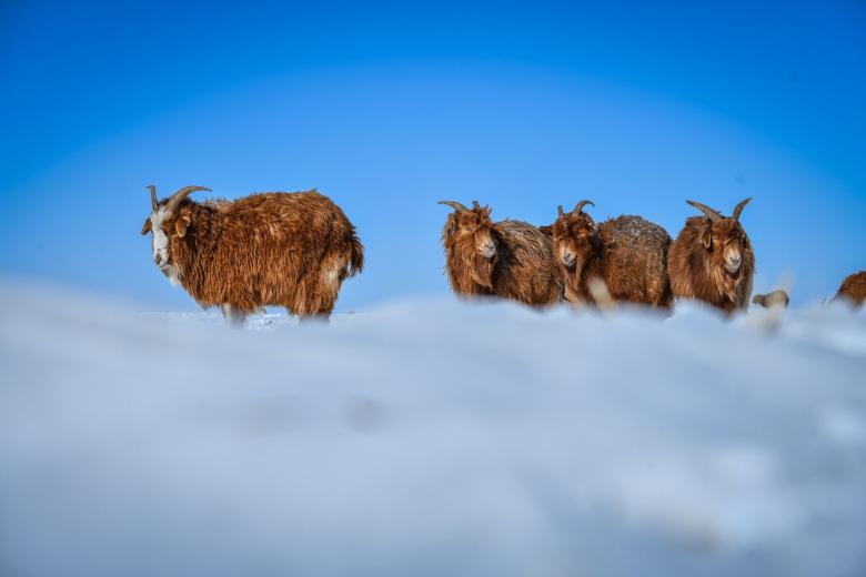 The harrowing tale of survival in Mongolia