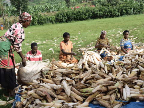 Some of the farmers who are part of Icyerecezo maize producer cooperative prepare the maize after harvest