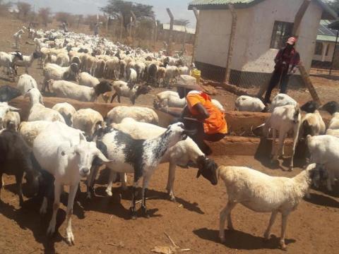 Livestock in Kenya - taken by Mary Njeri