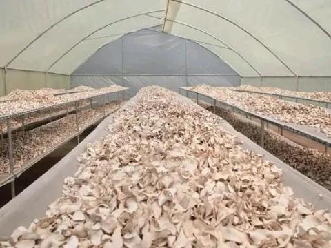 Processing plant in Kenya - table full of potatoes