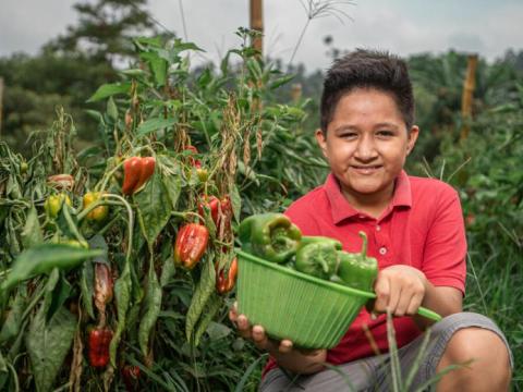 A boy shows his bell peppers (capsicum) and chili peppers to the camera. 