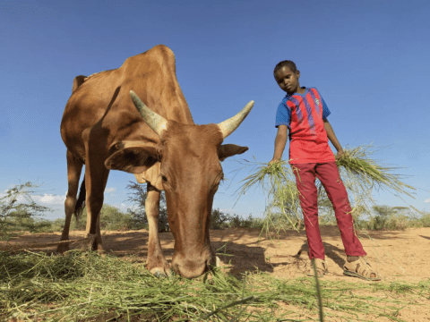 A young boy in a pink shirt feeds a cow in a Somaliland field 