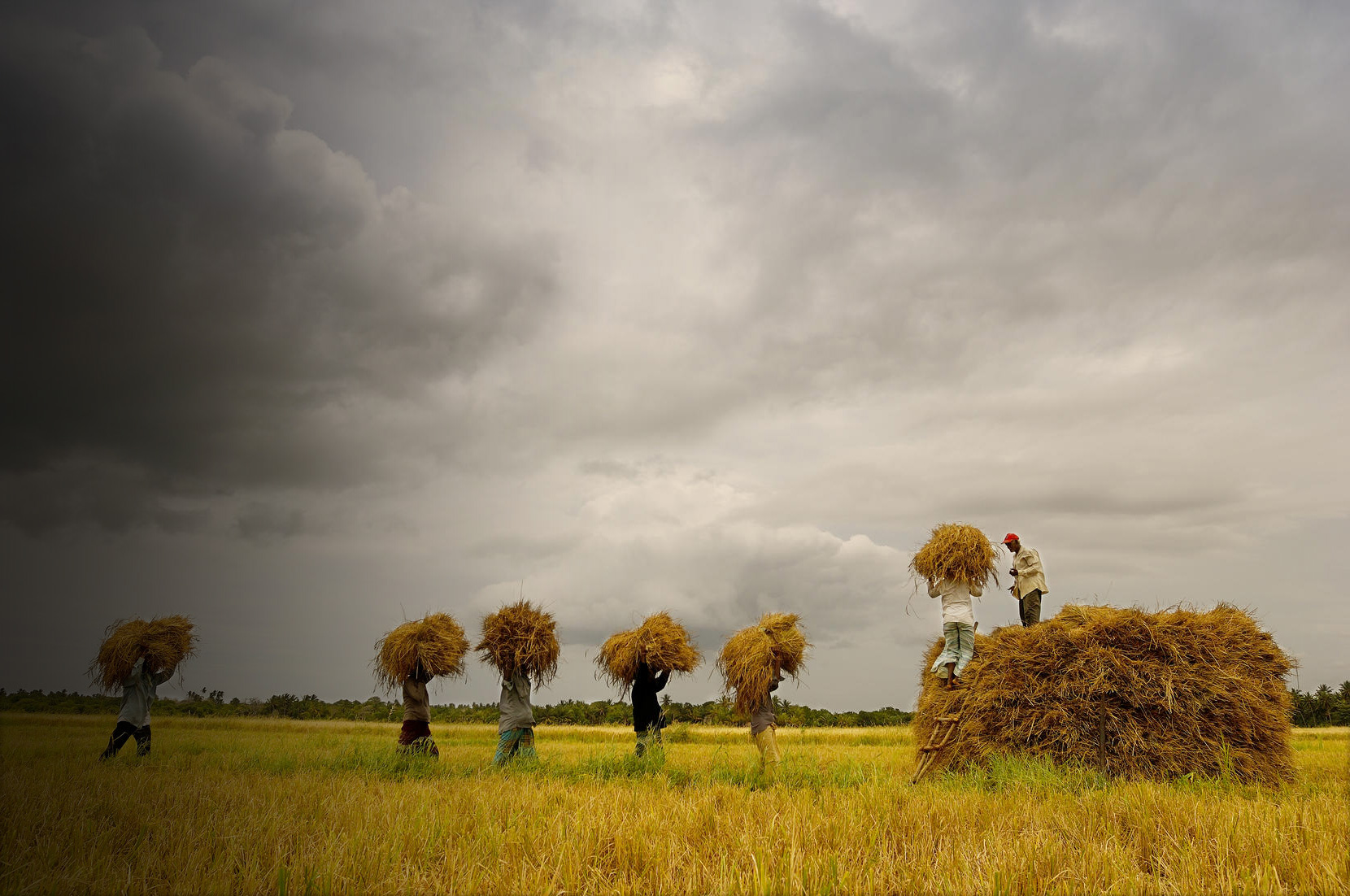 A group of men carry wheat in a field