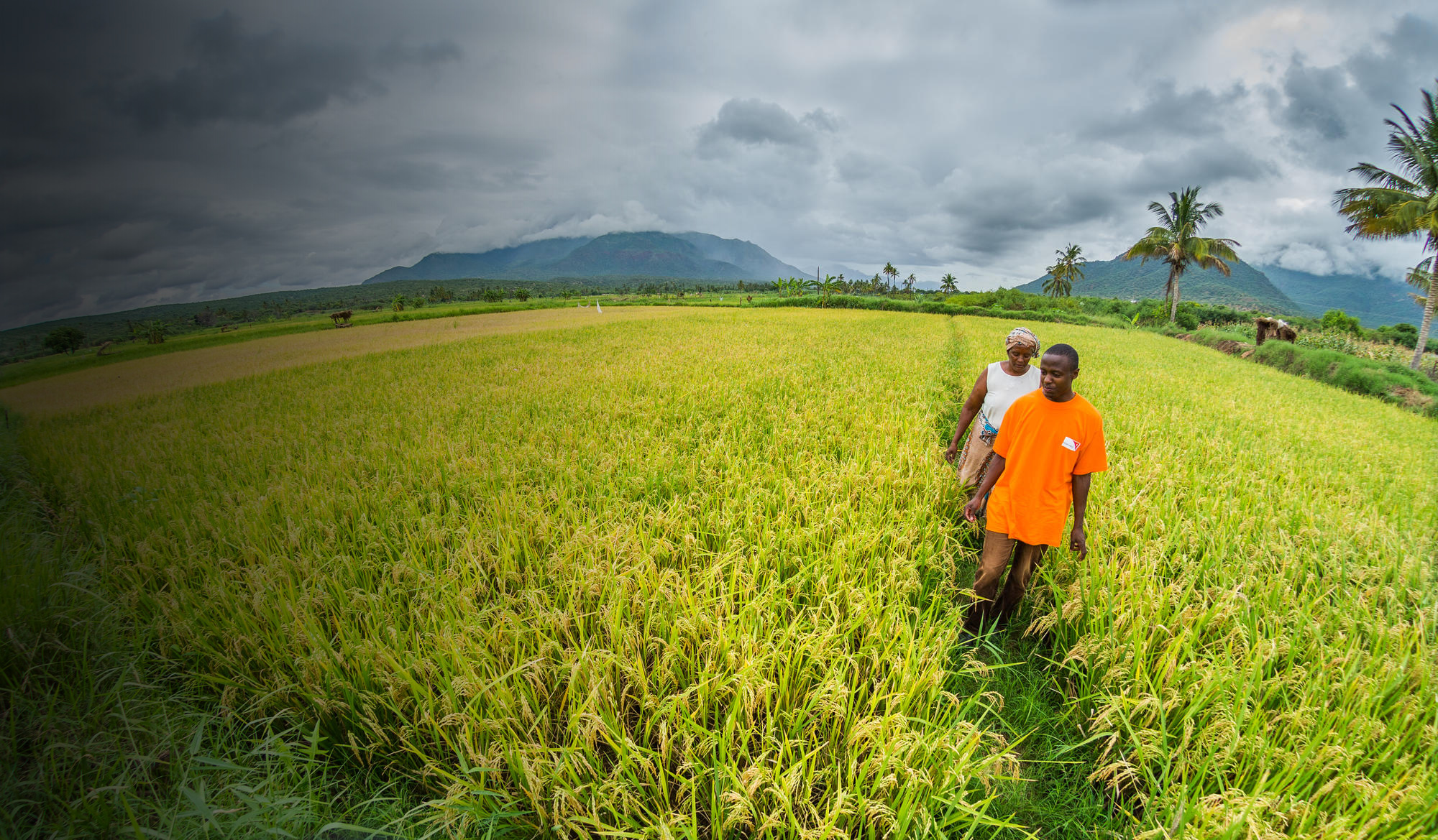 A World Vision employee walks in a field with a client in Tanzania