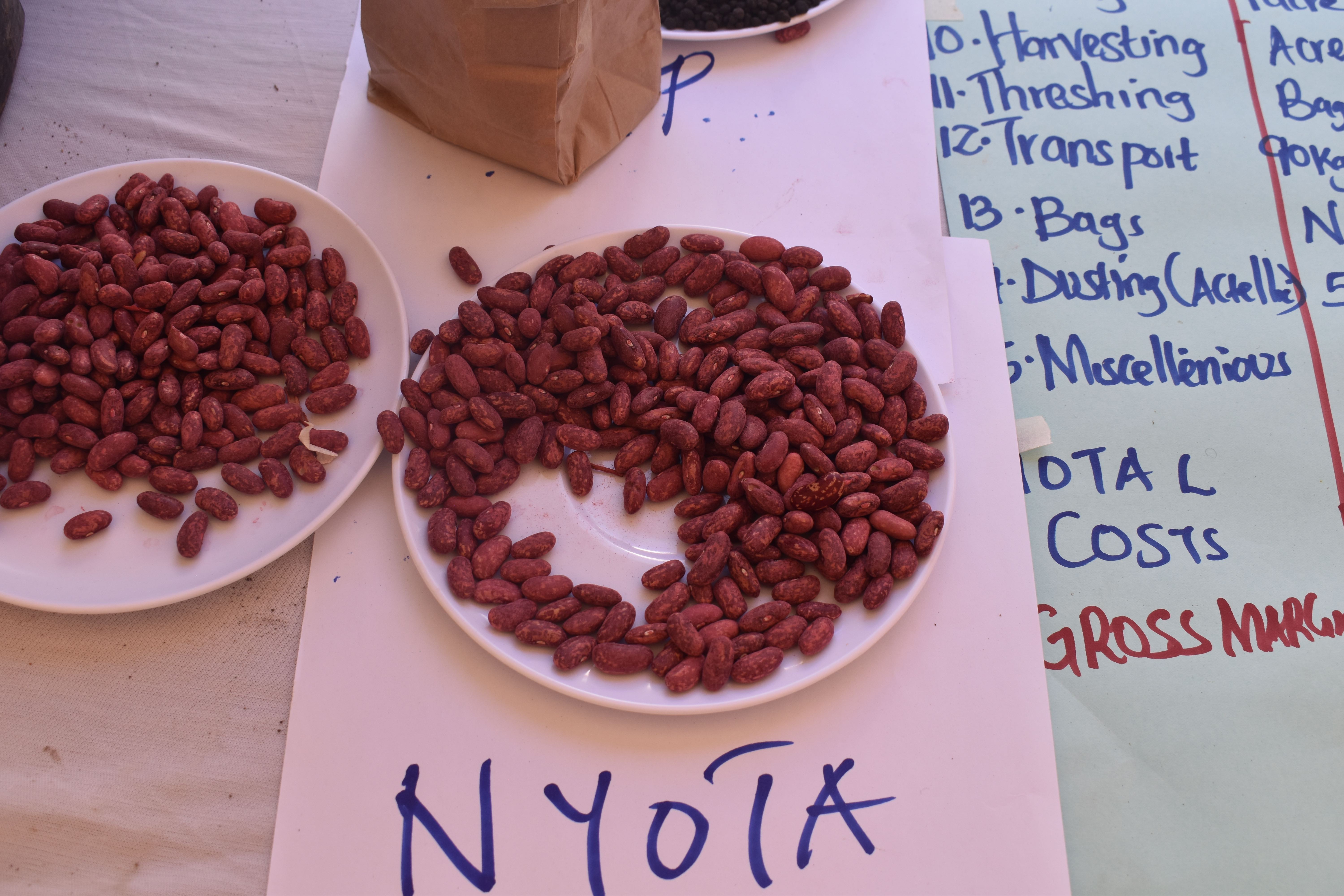 High Iron Beans for Enhanced Nutrition Kenya World Vision International