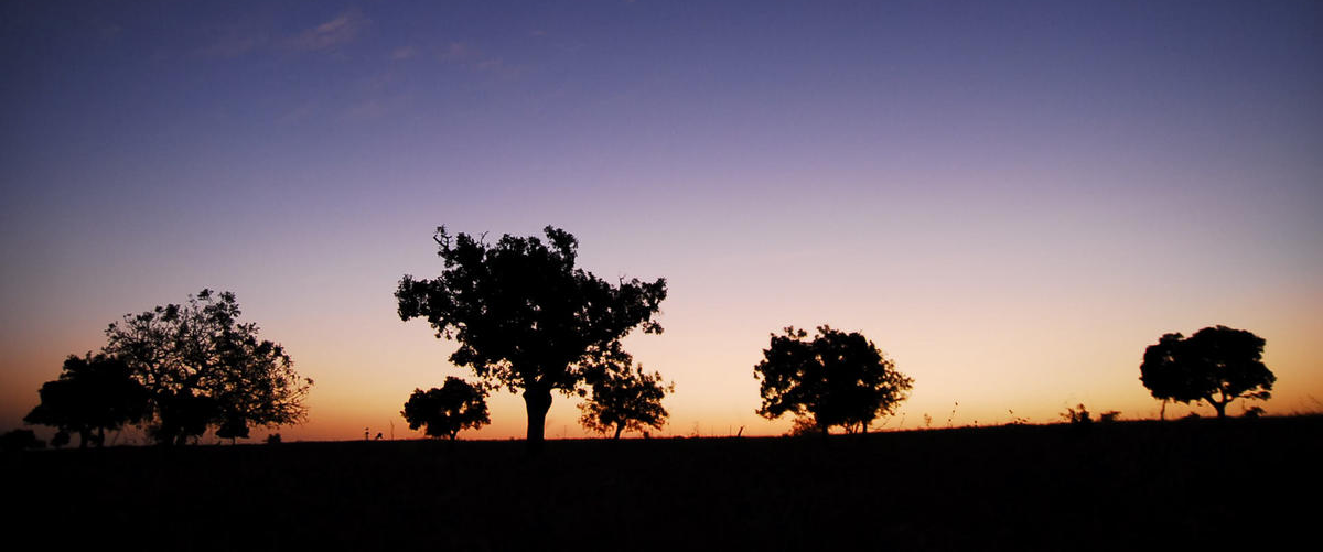 Silhouetted trees at sunset