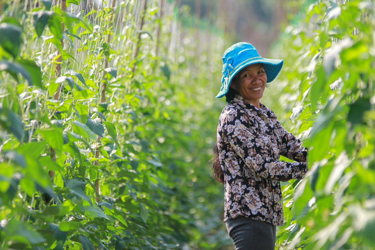 Khmer woman on her farm picks beans from rows of crops