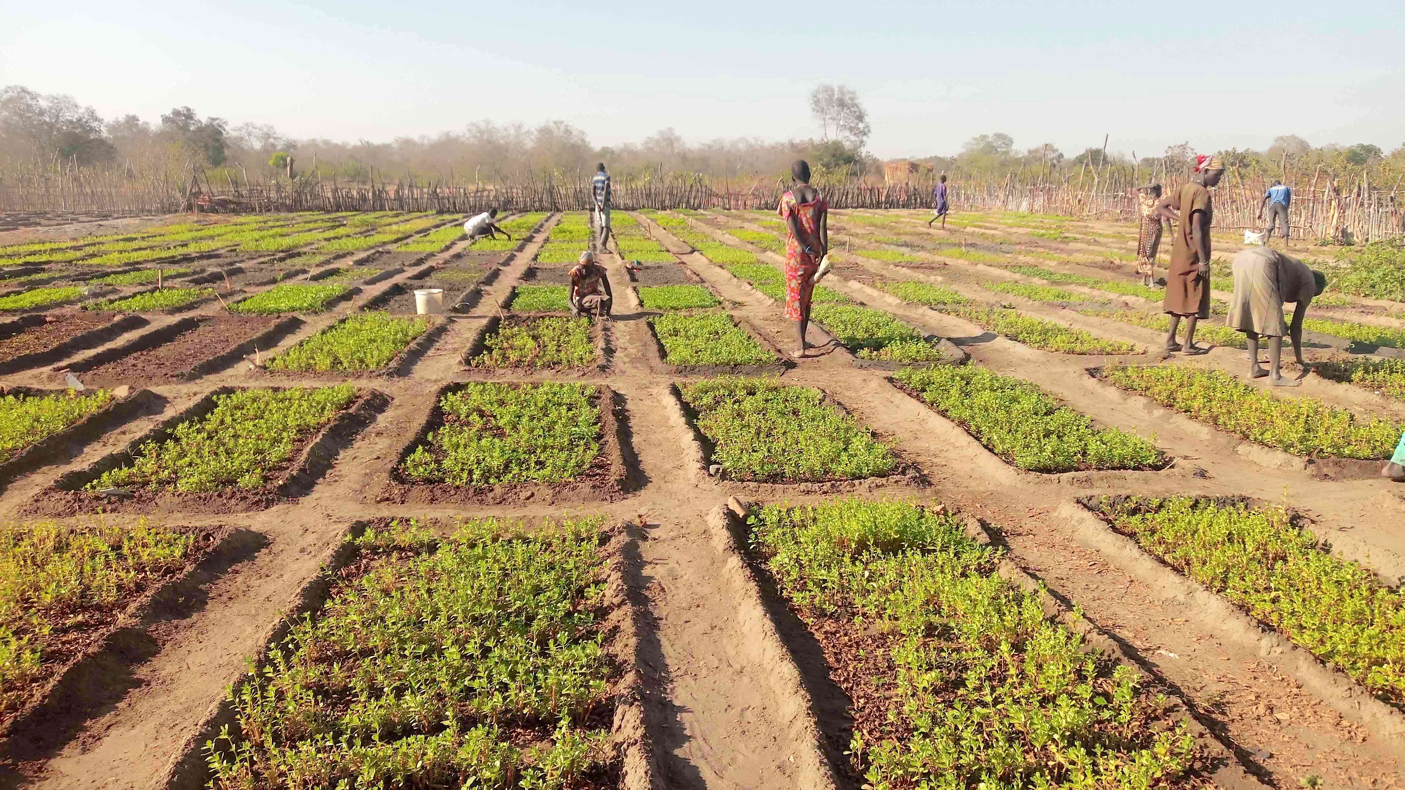 Good harvests and savings give thousands of South Sudan’s farmers hope