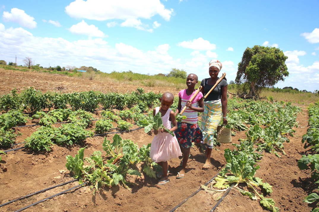 Drip irrigation enhances families’ production of safe food for a