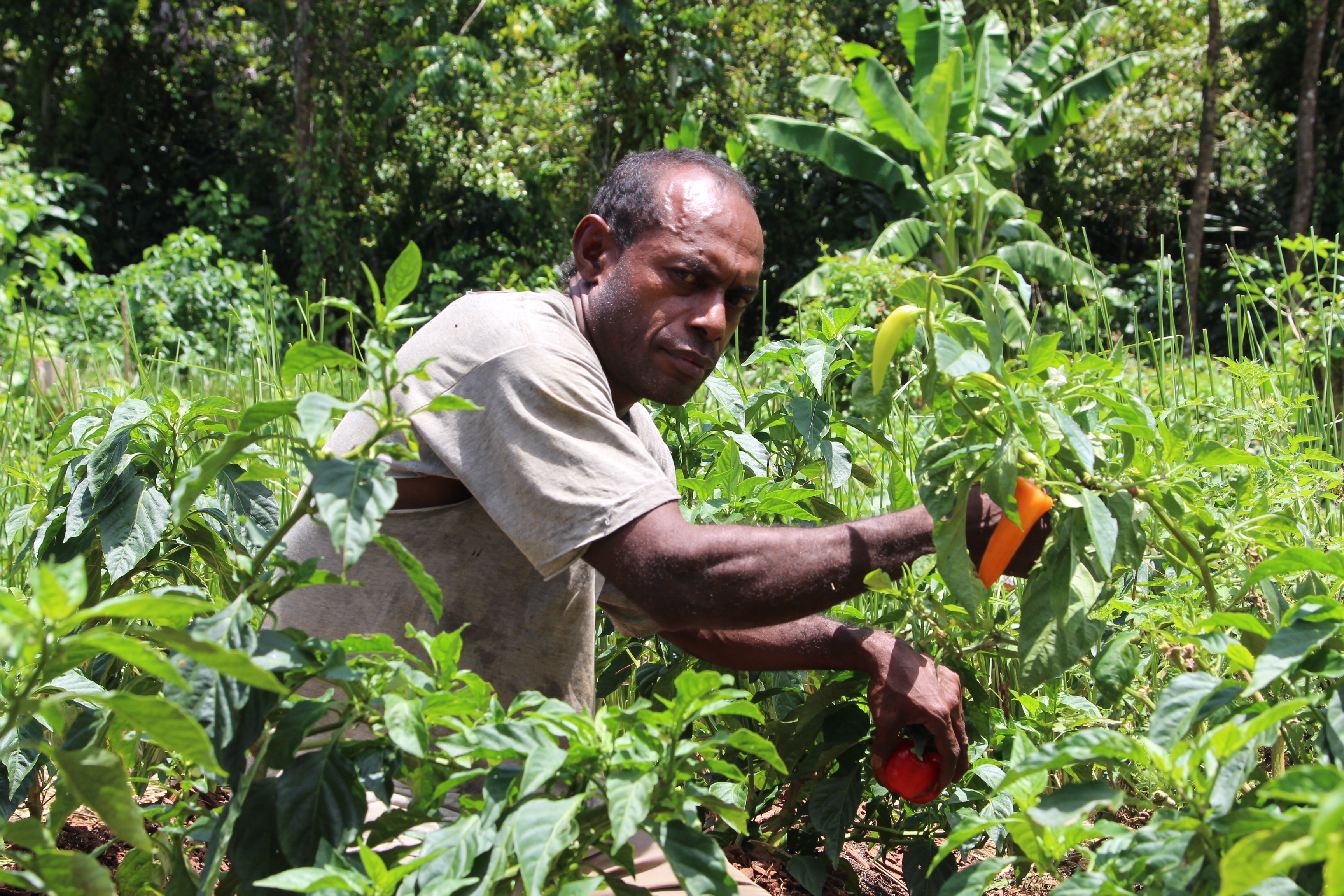 Seeds and training bring hope to struggling farmer | Solomon Islands |  World Vision International