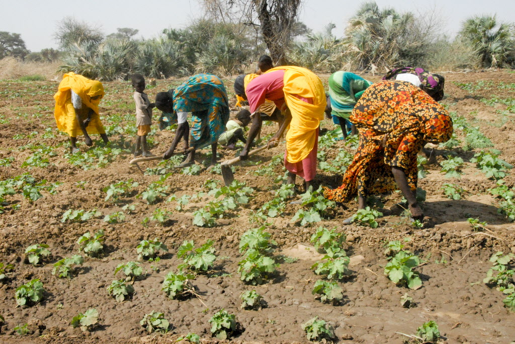 Irrigation brings hope to Darfur Sudan World Vision International
