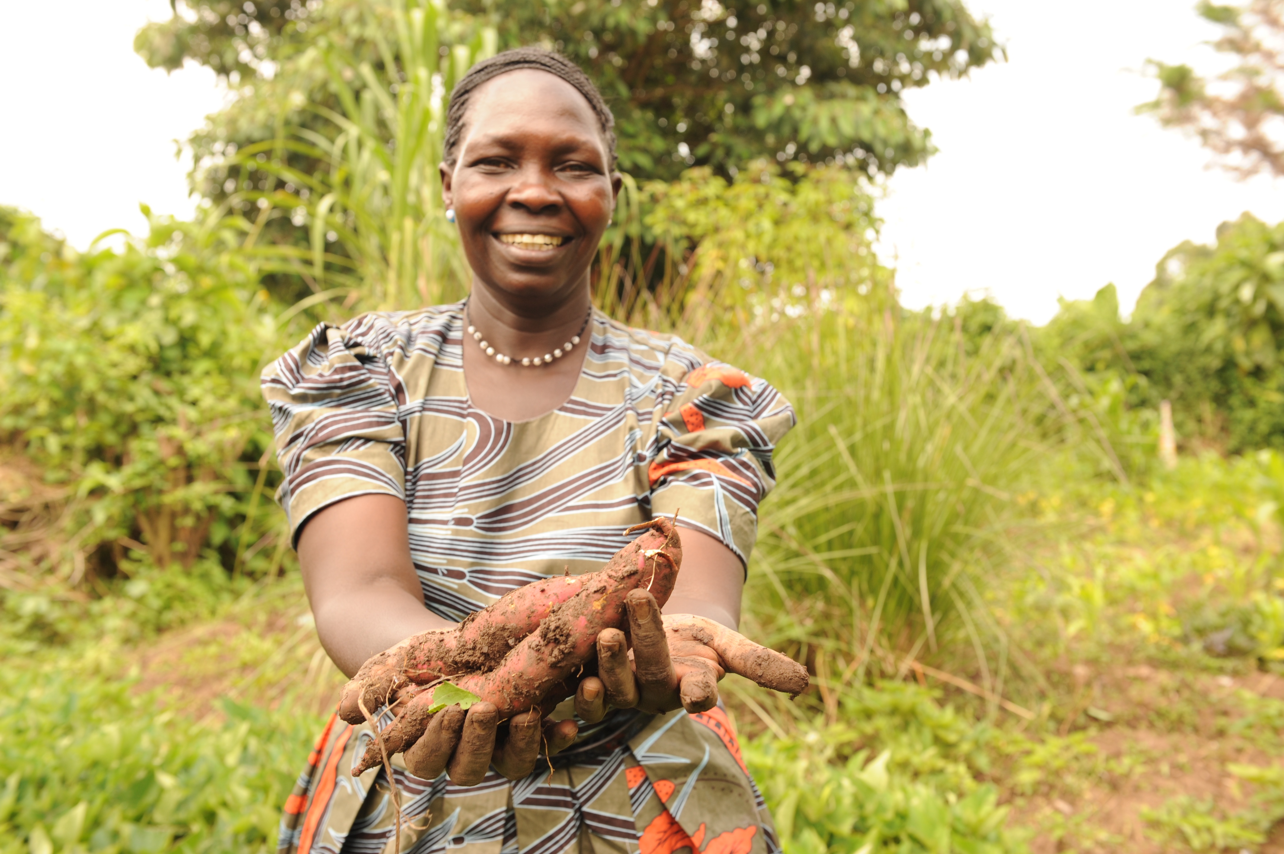 New sweet potato to boost maternal and child health in Kenyan