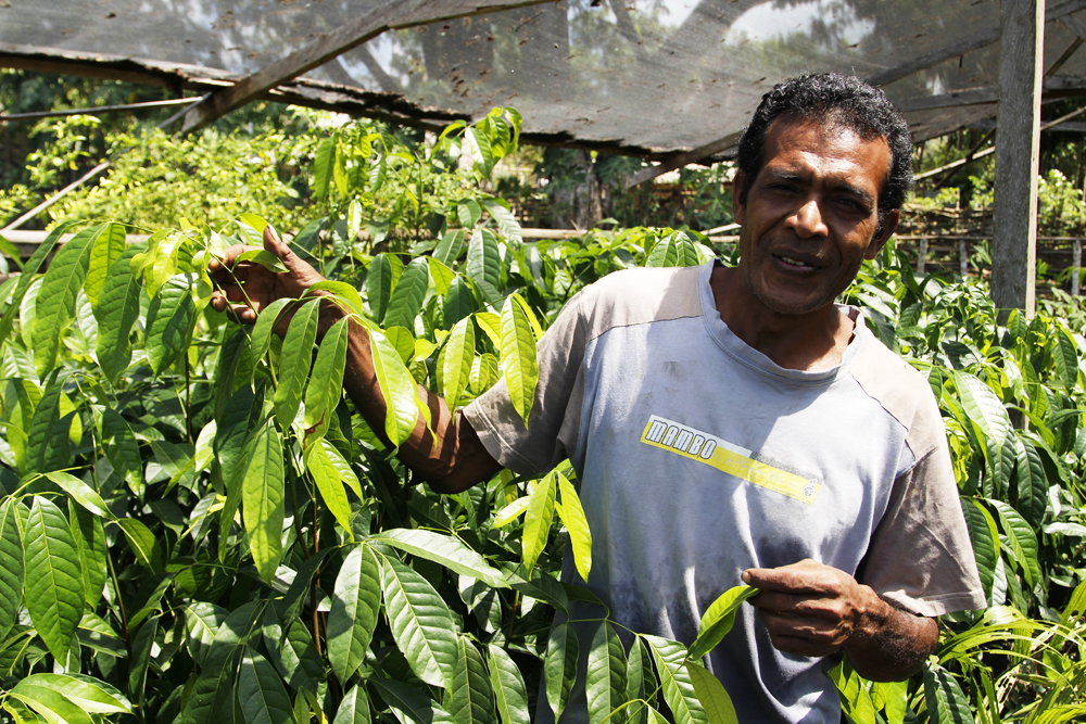 Julio at his group’s mahogany nursery