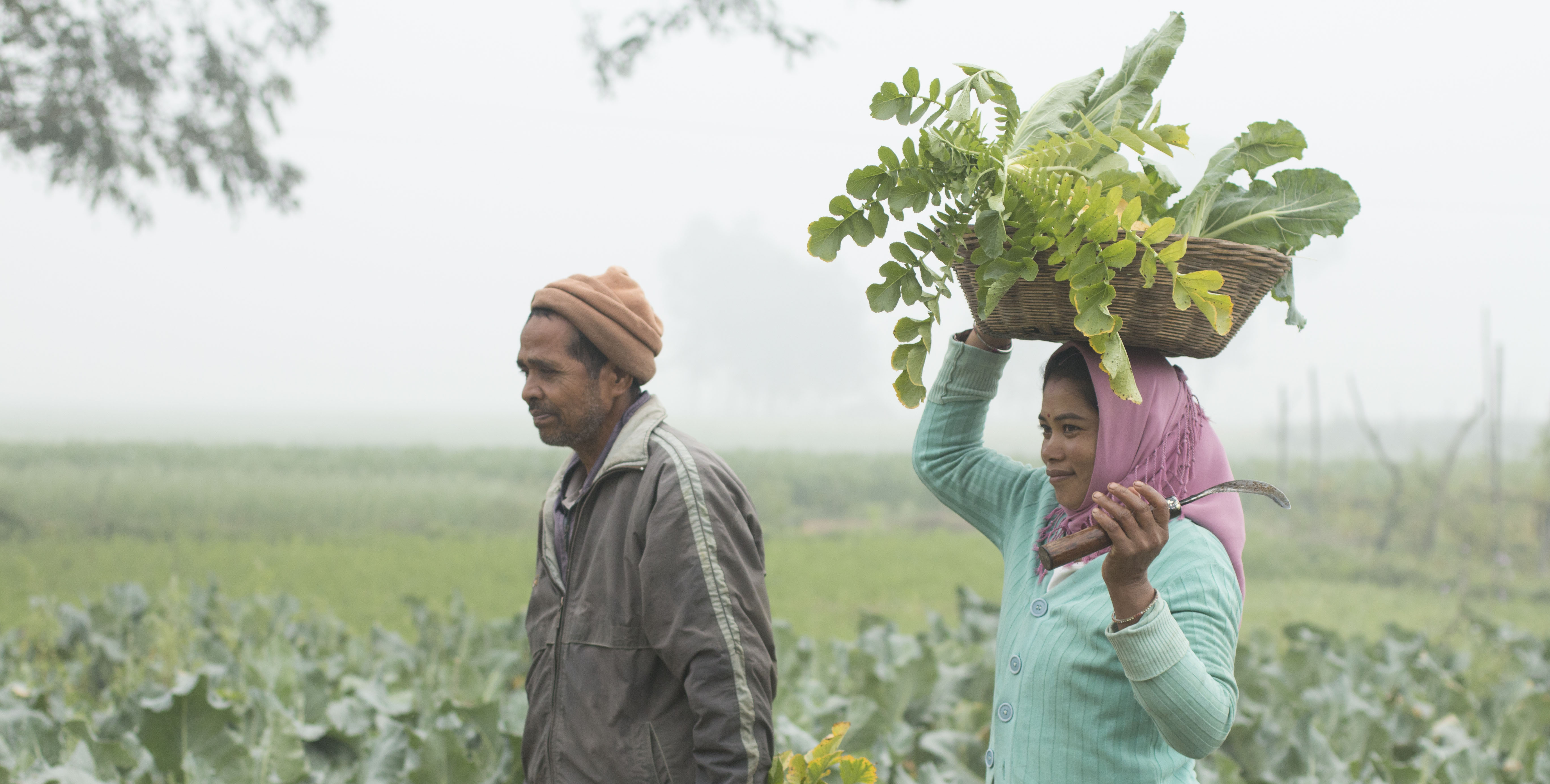 research on natural farming