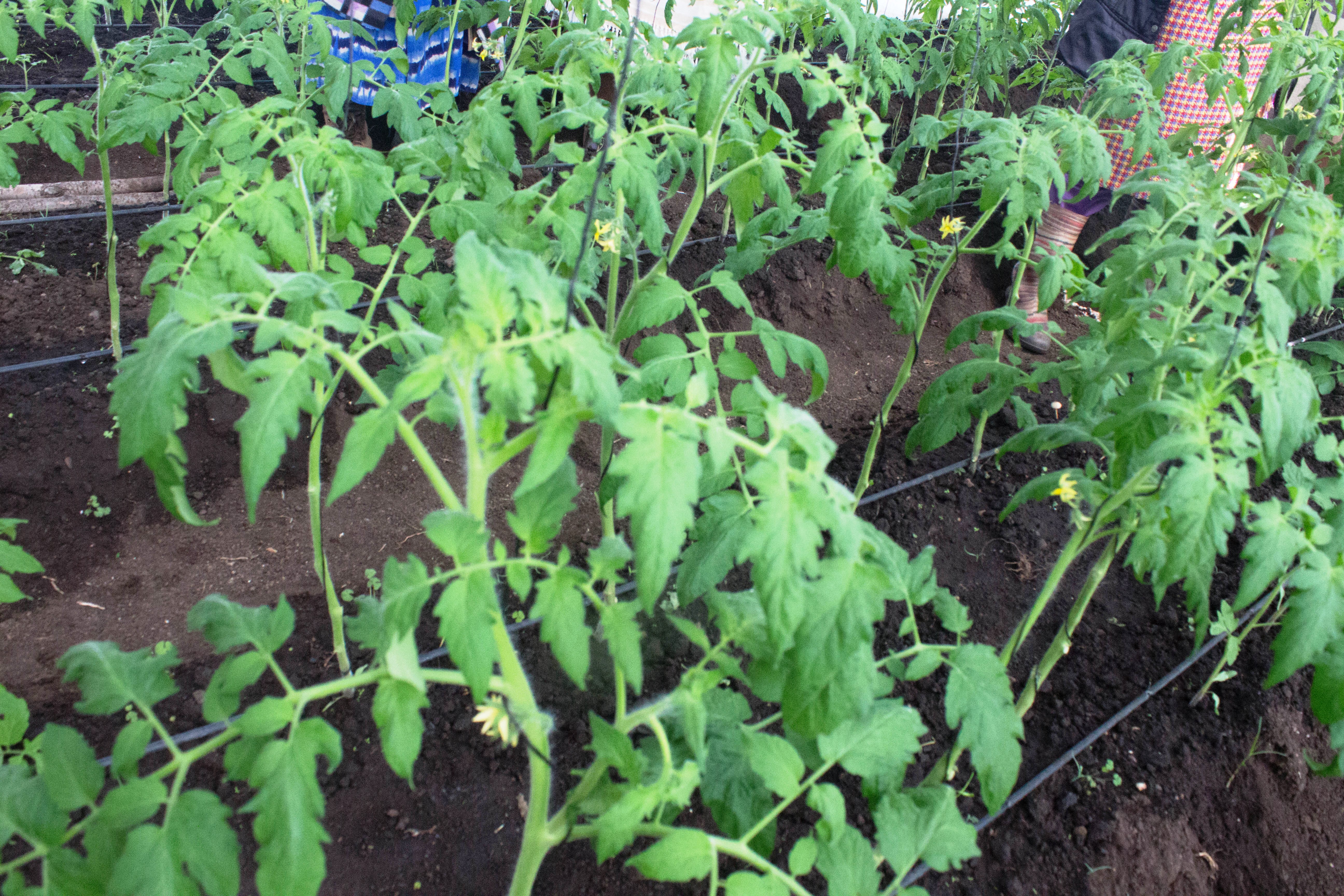 Tomatoes are grown inside the greenhouse