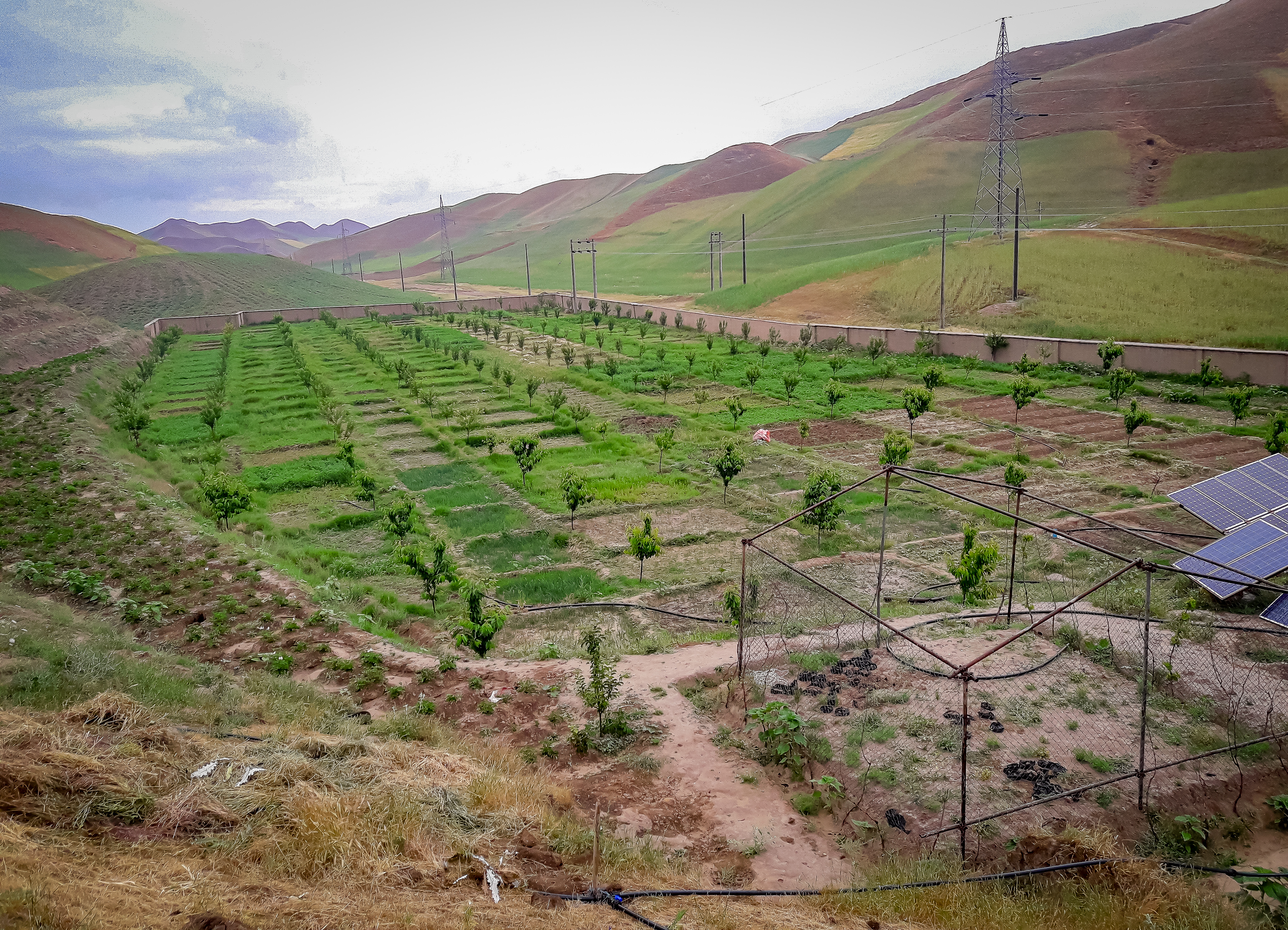 pistachio garden