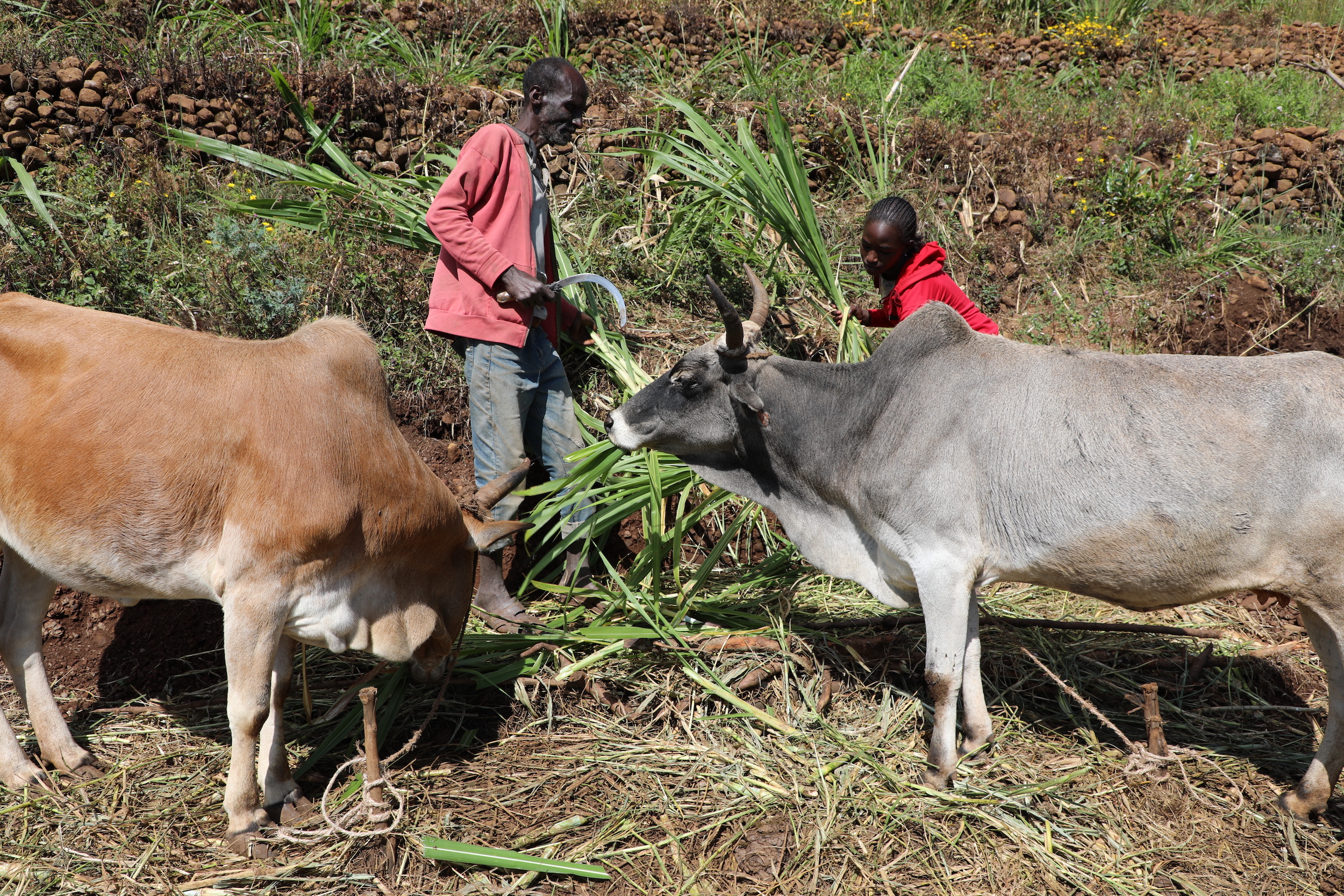 Aliyu and Senbontu feeding their cows