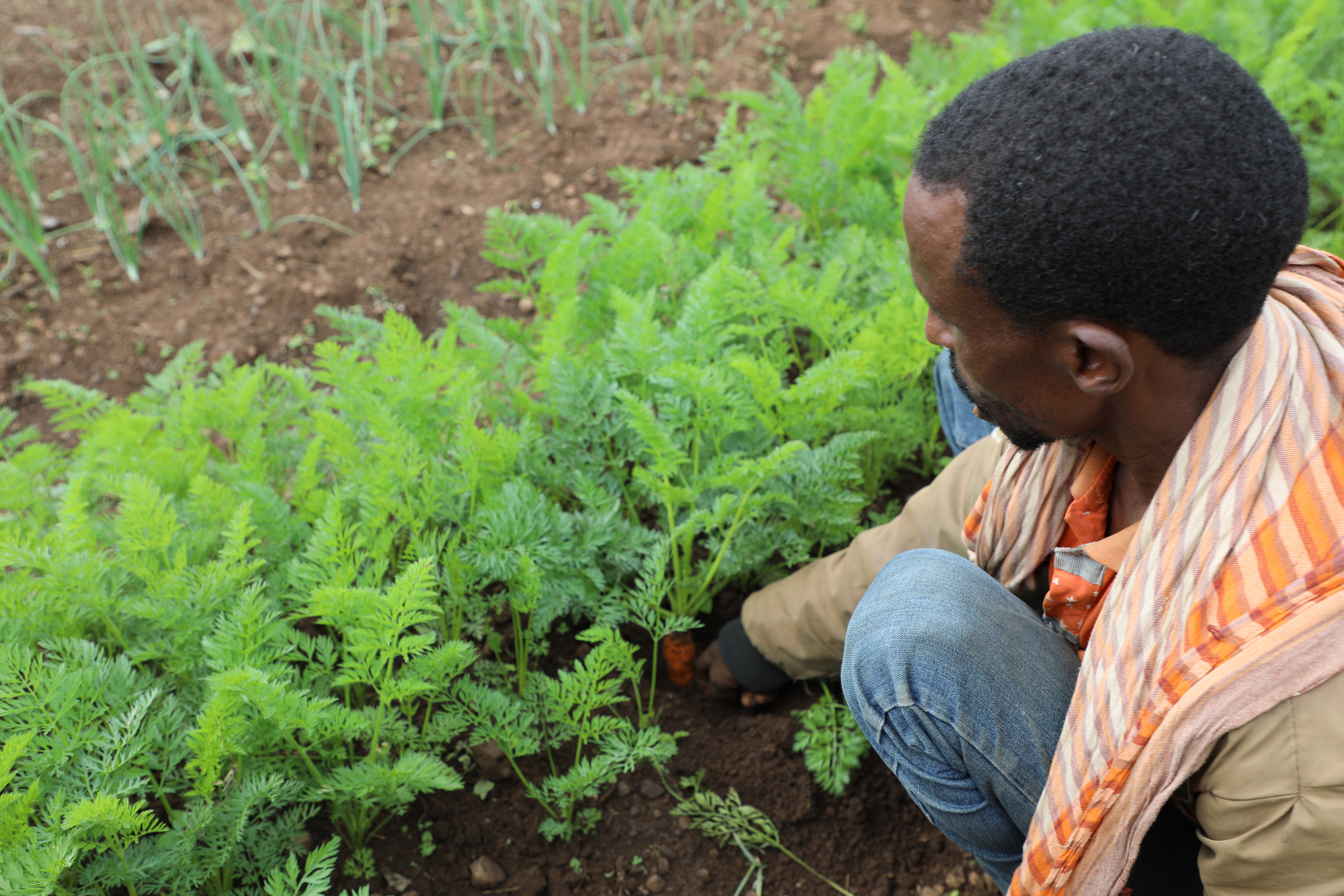 Kedir's carrot crop