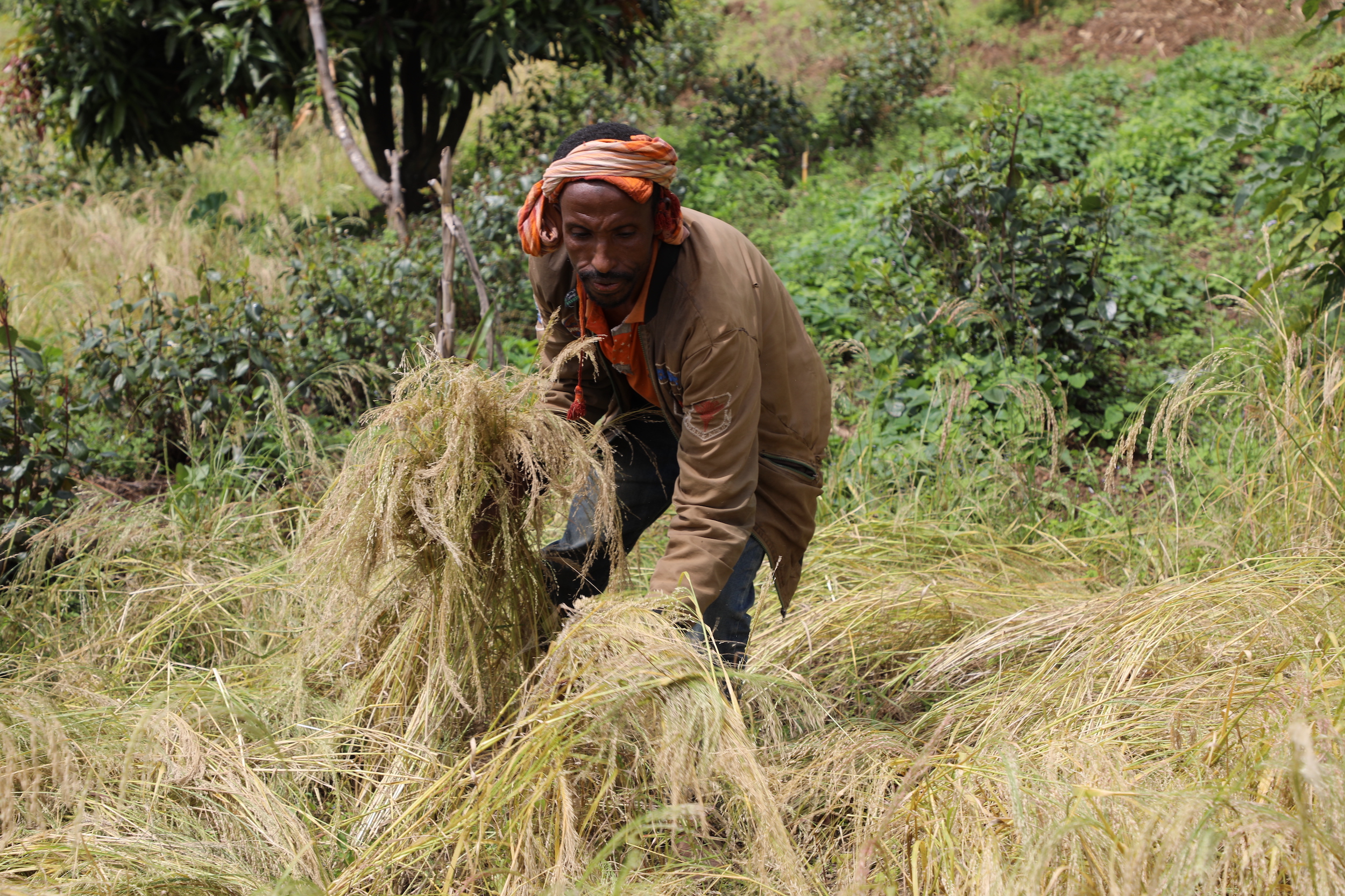 Kedir in his farmland