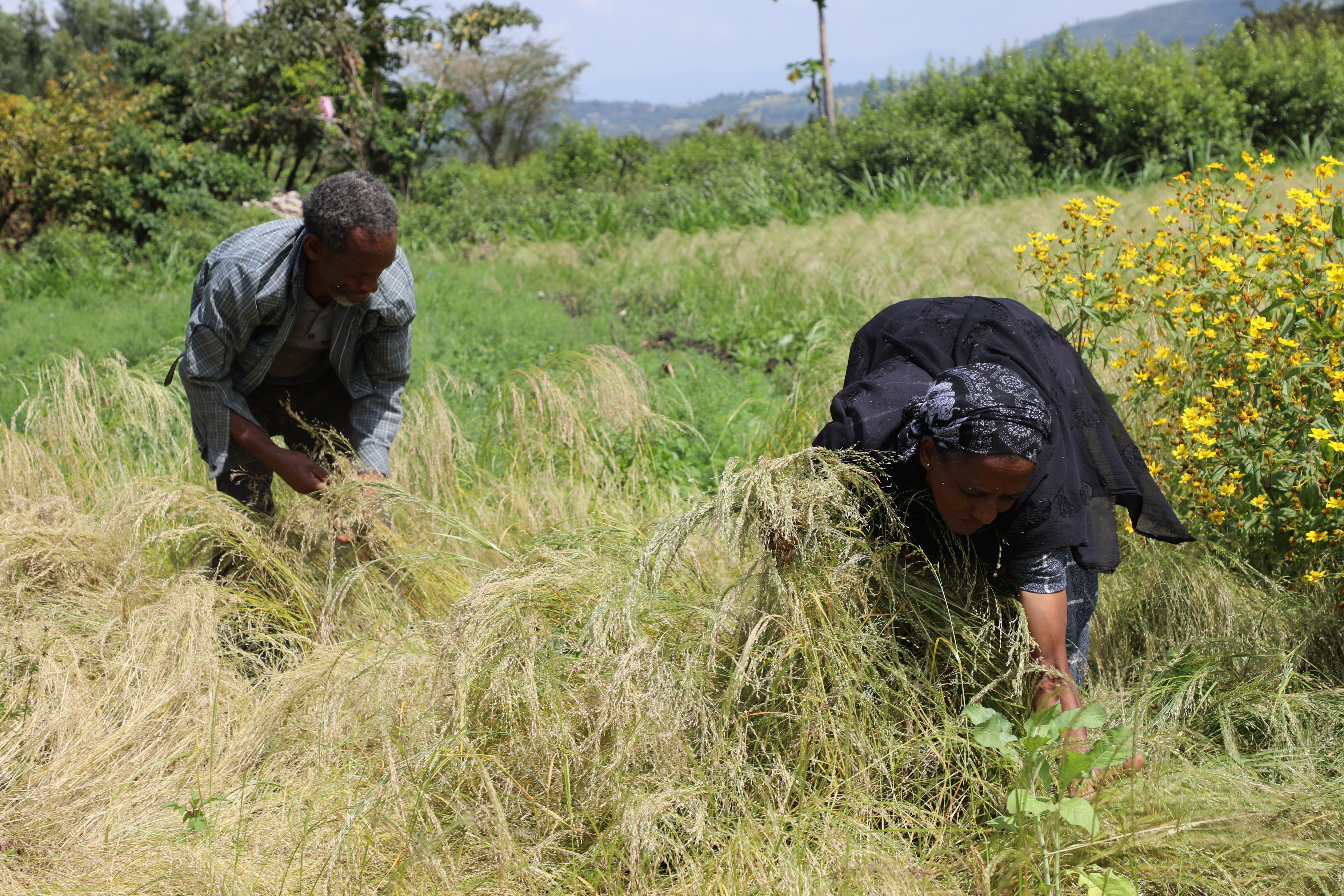 Girma is pictured working in his farmland with his wife Genet