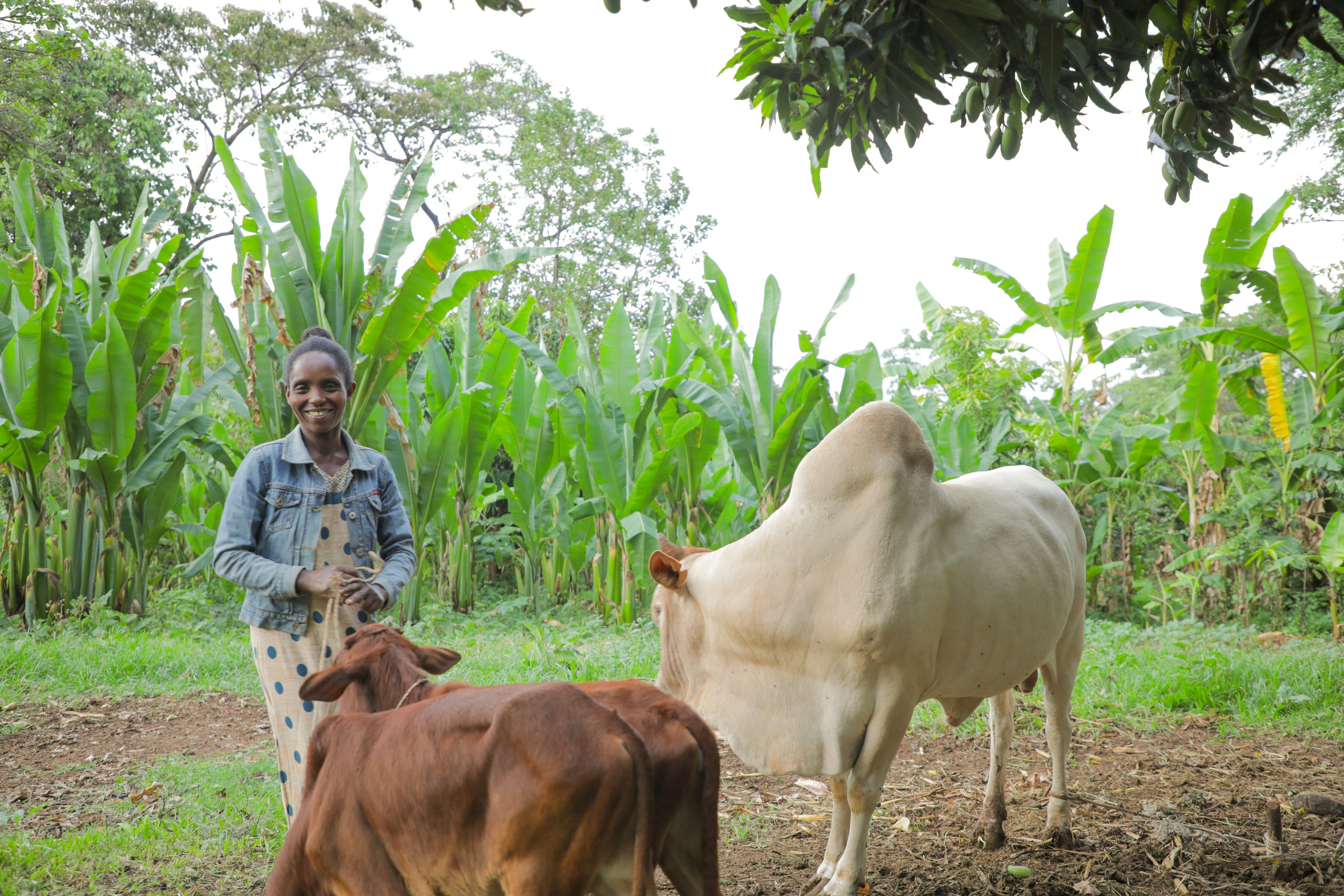 Aberash tending her cattle