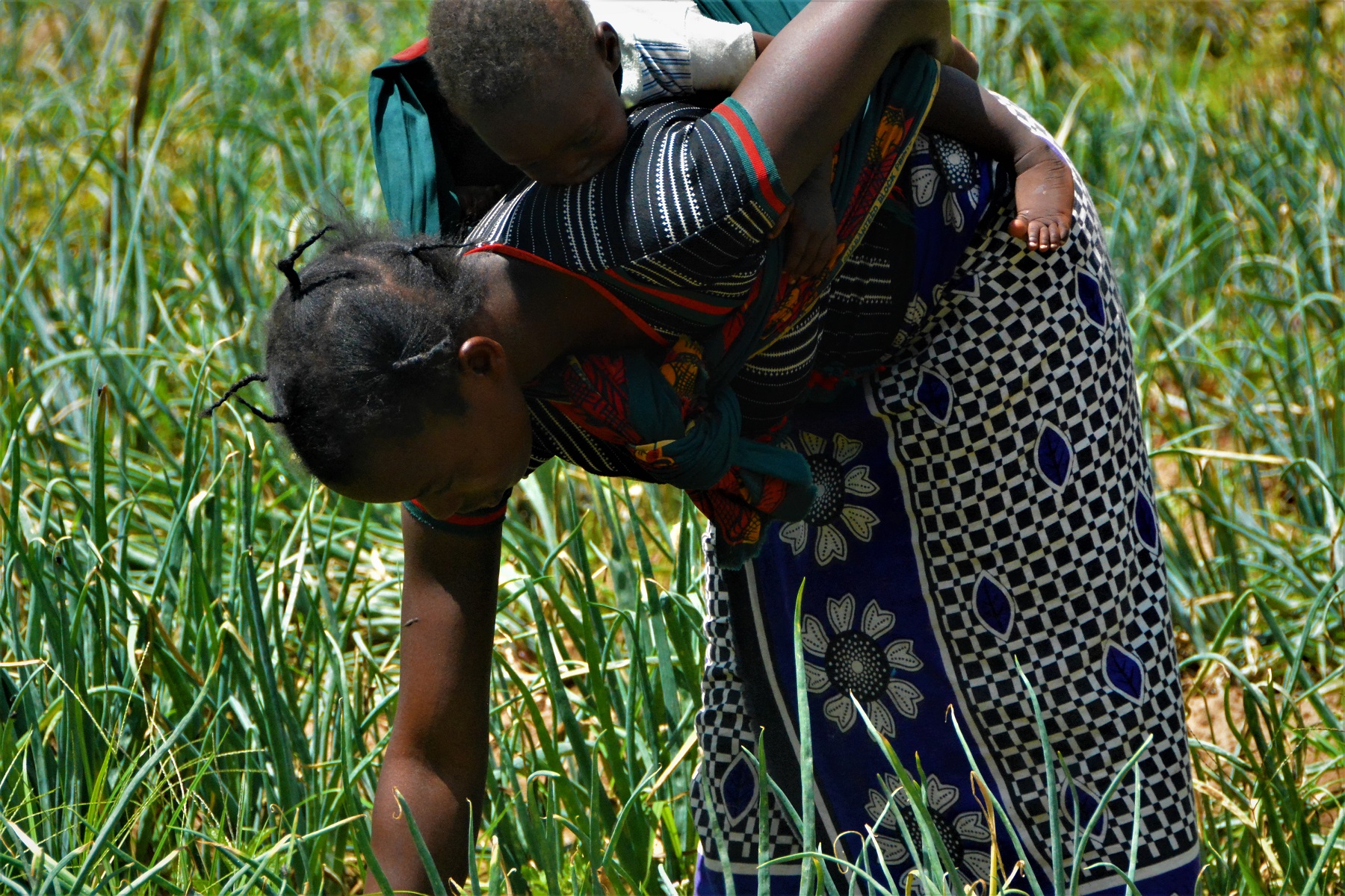 At midday,  Febby with a baby boy on her back inspects her field; checking for pests and other unwanted entities.