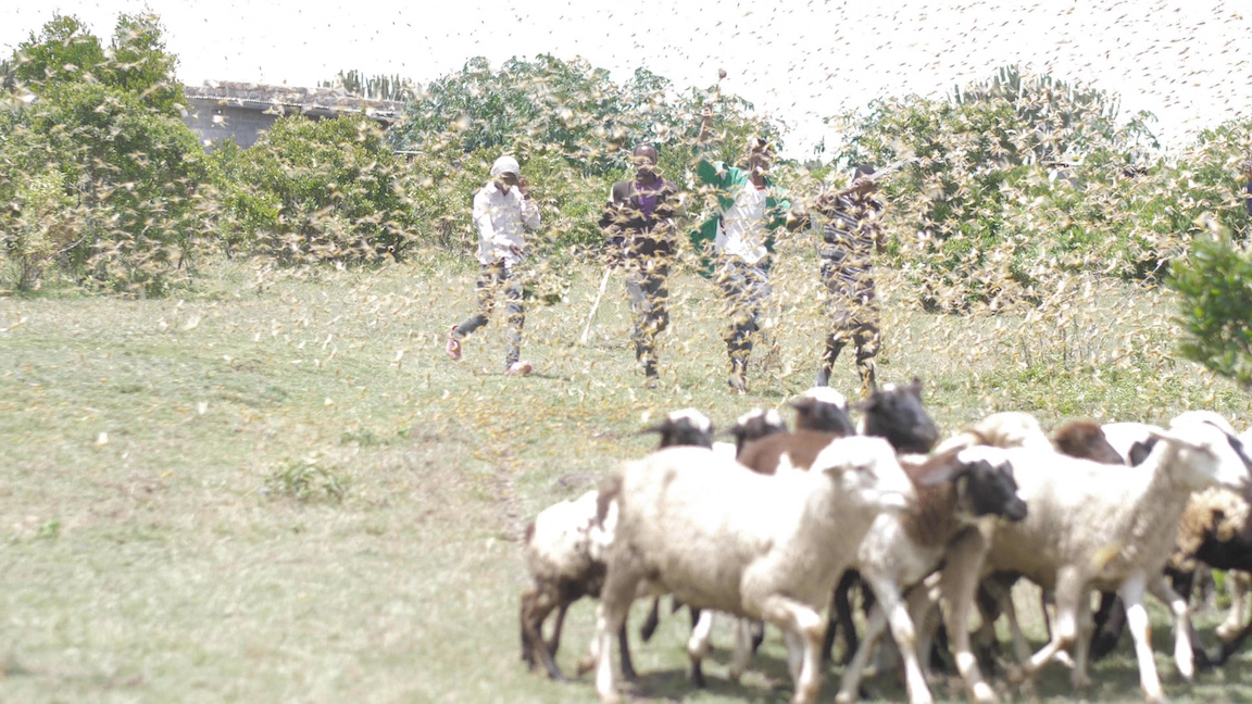 1-Locusts are clearing vegetation that provide pasture for livestock in Laisamis, Kenya