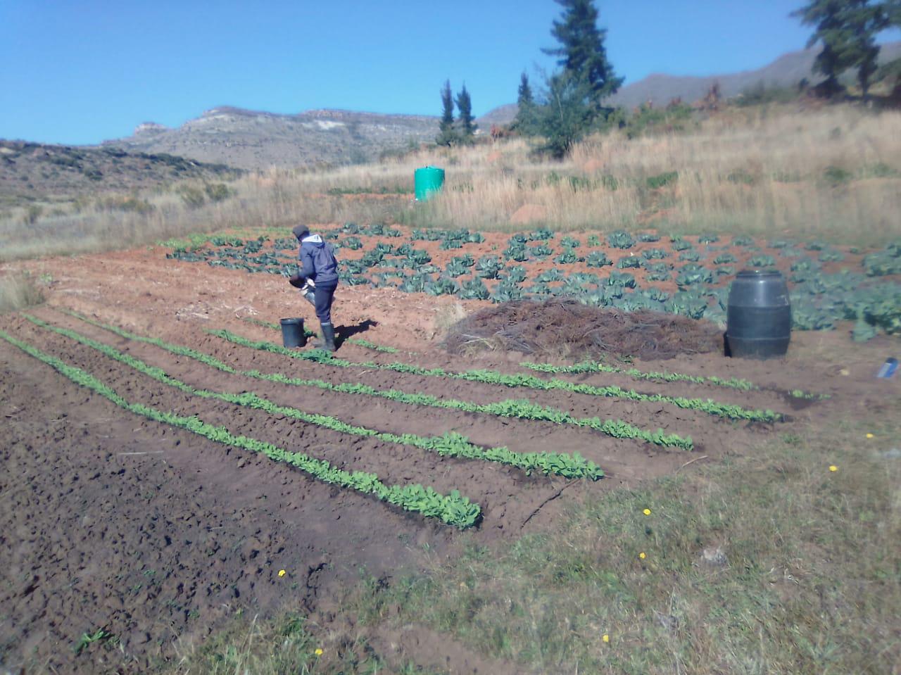 Lesotho's Food Insecurity