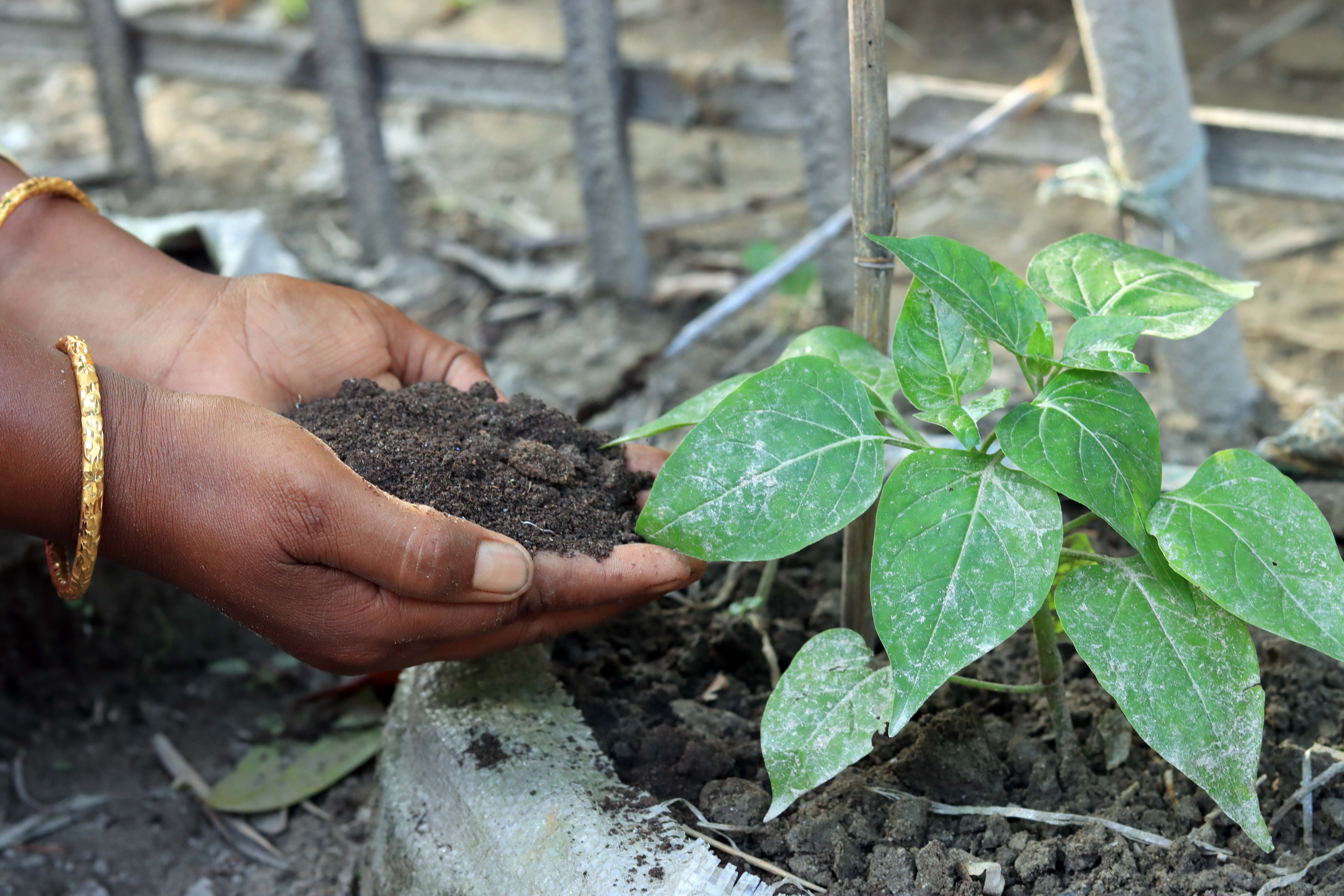 vermicomposting  