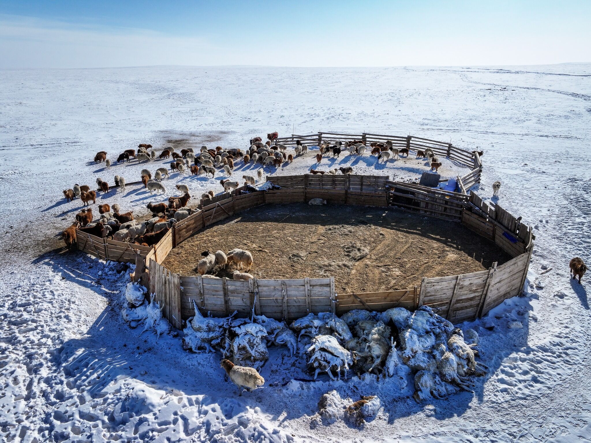 National authorities in Mongolia have issued warnings and forecasts for Dzud - harsh winter conditions and severe cold wave. Herders, who make up 80% of households in rural Mongolia, are at high risk of losing their livelihoods in the coming winter season.