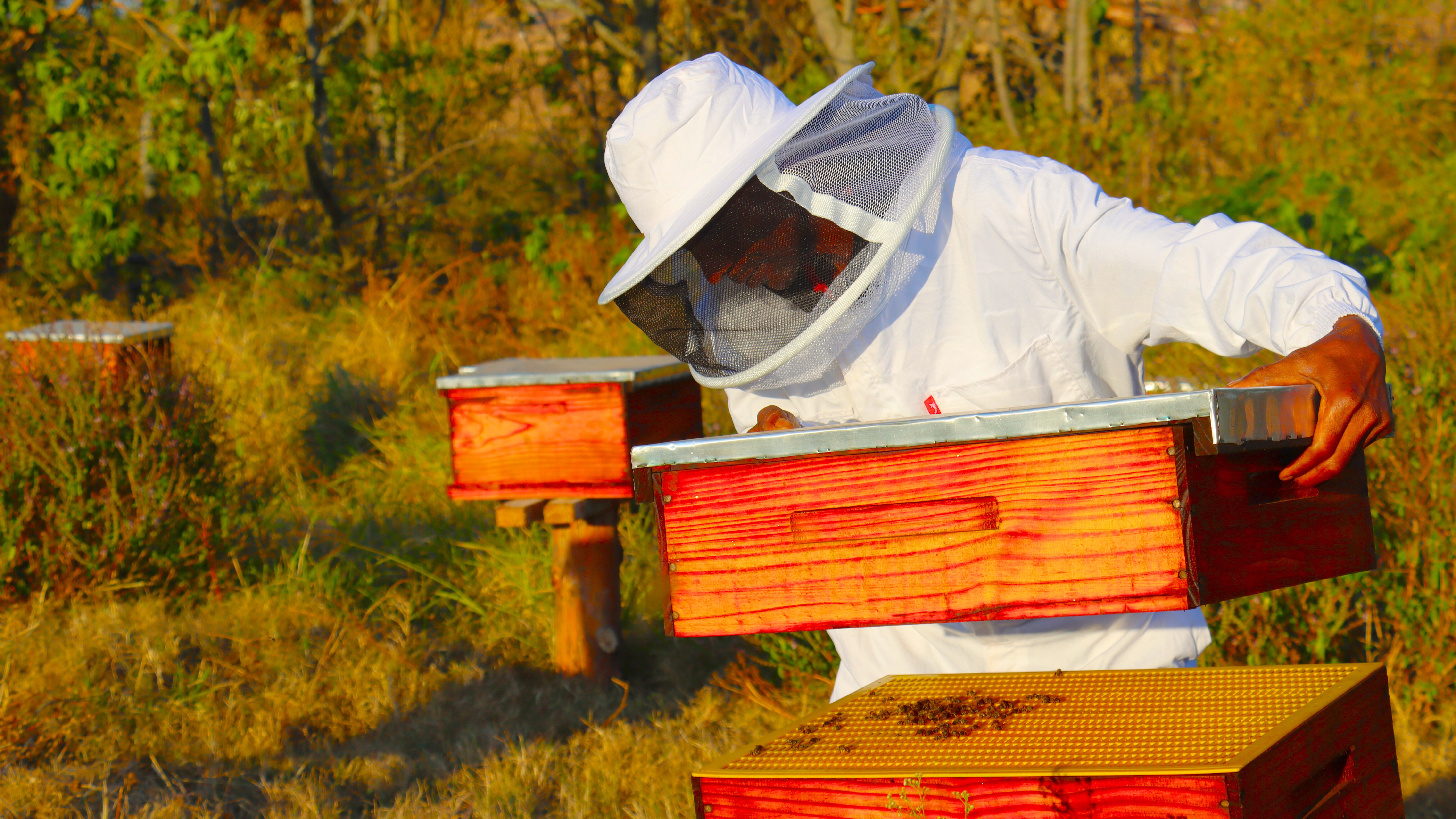 One of the members of Wanona Mdonjane Beekeeping group assessing a beehive. 