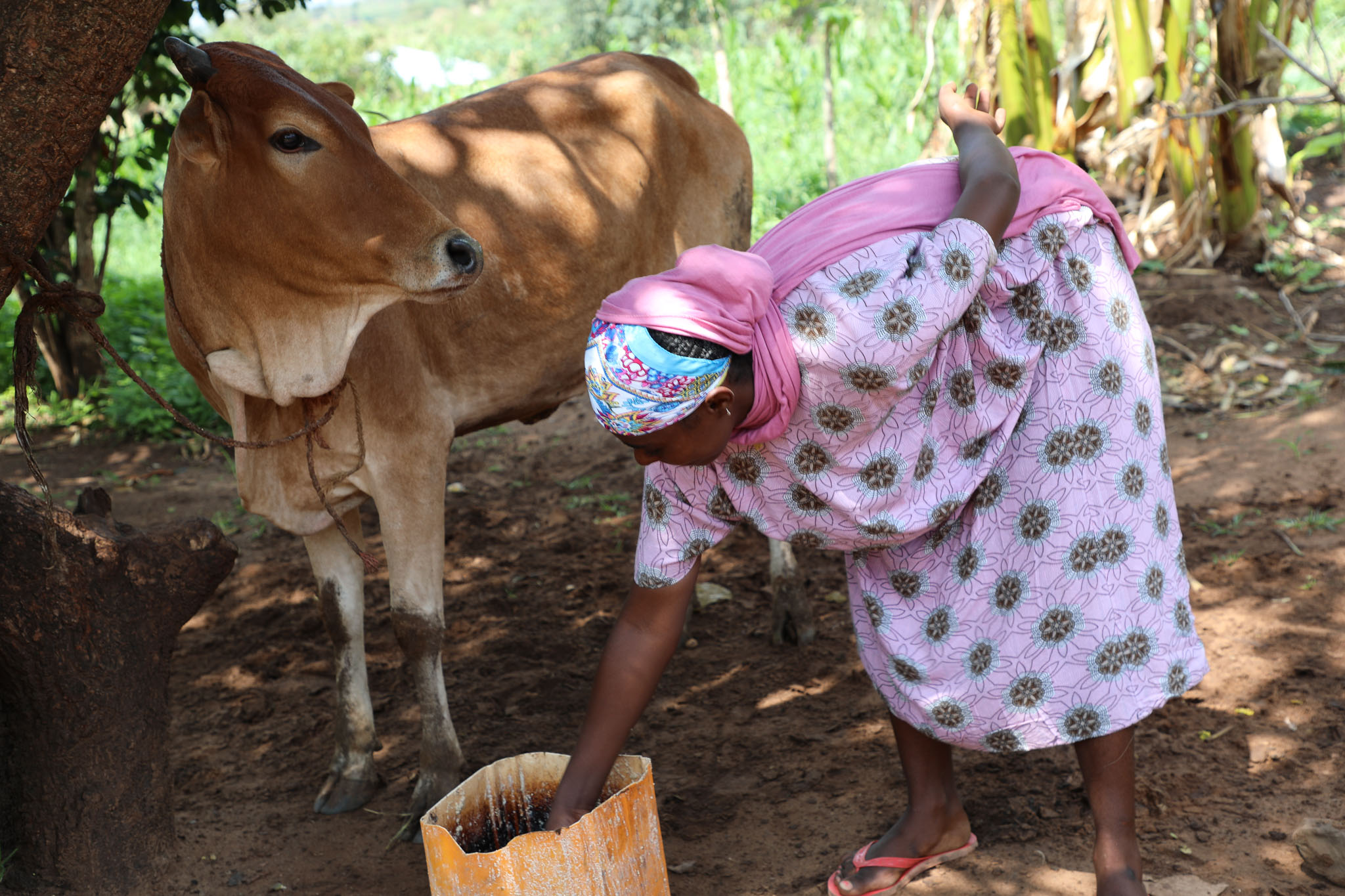 Senedu feeding her calf