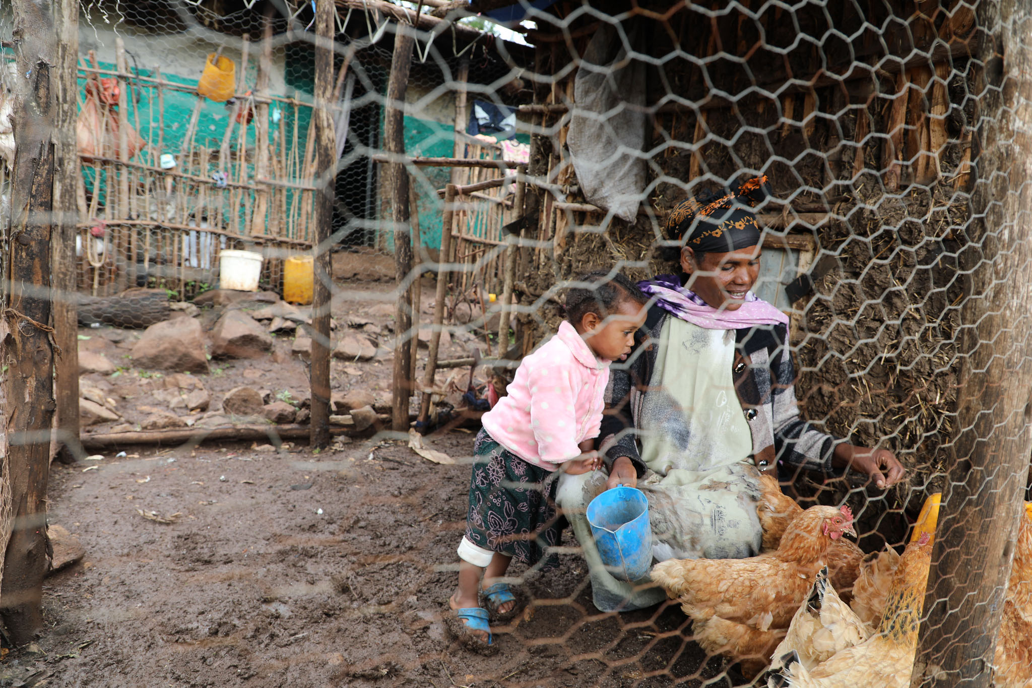 Kelemwa feeds her hens inside the coop, with her two-year-old daughter, Fikir, at her side.