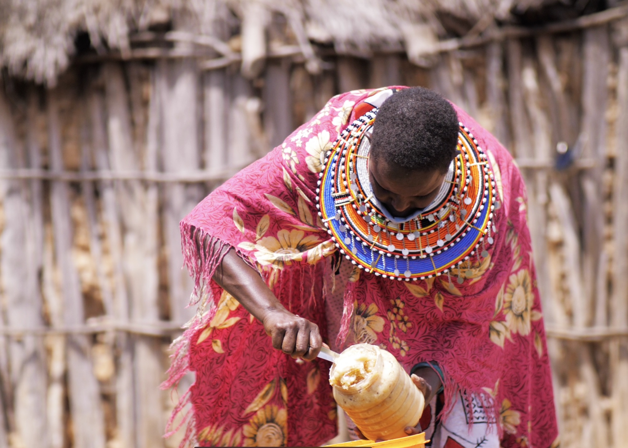 Margarete Saino, scoops raw honey into bucket after harvesting, 