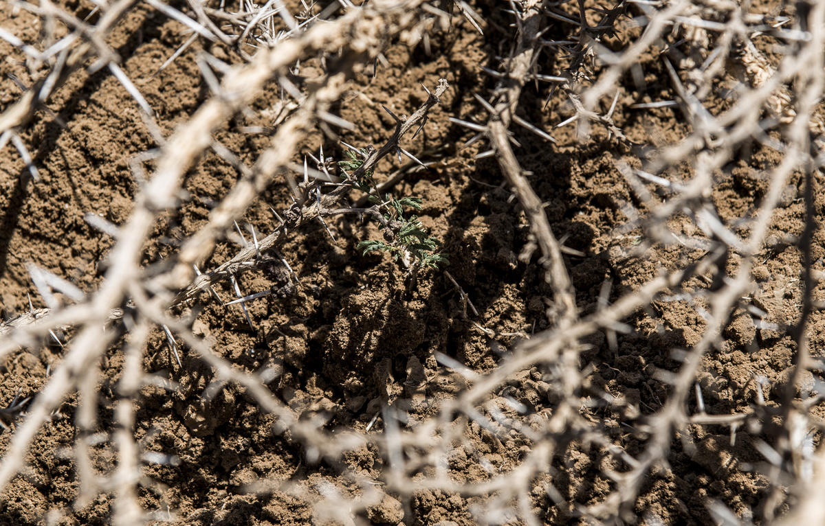 thorns and dry ground