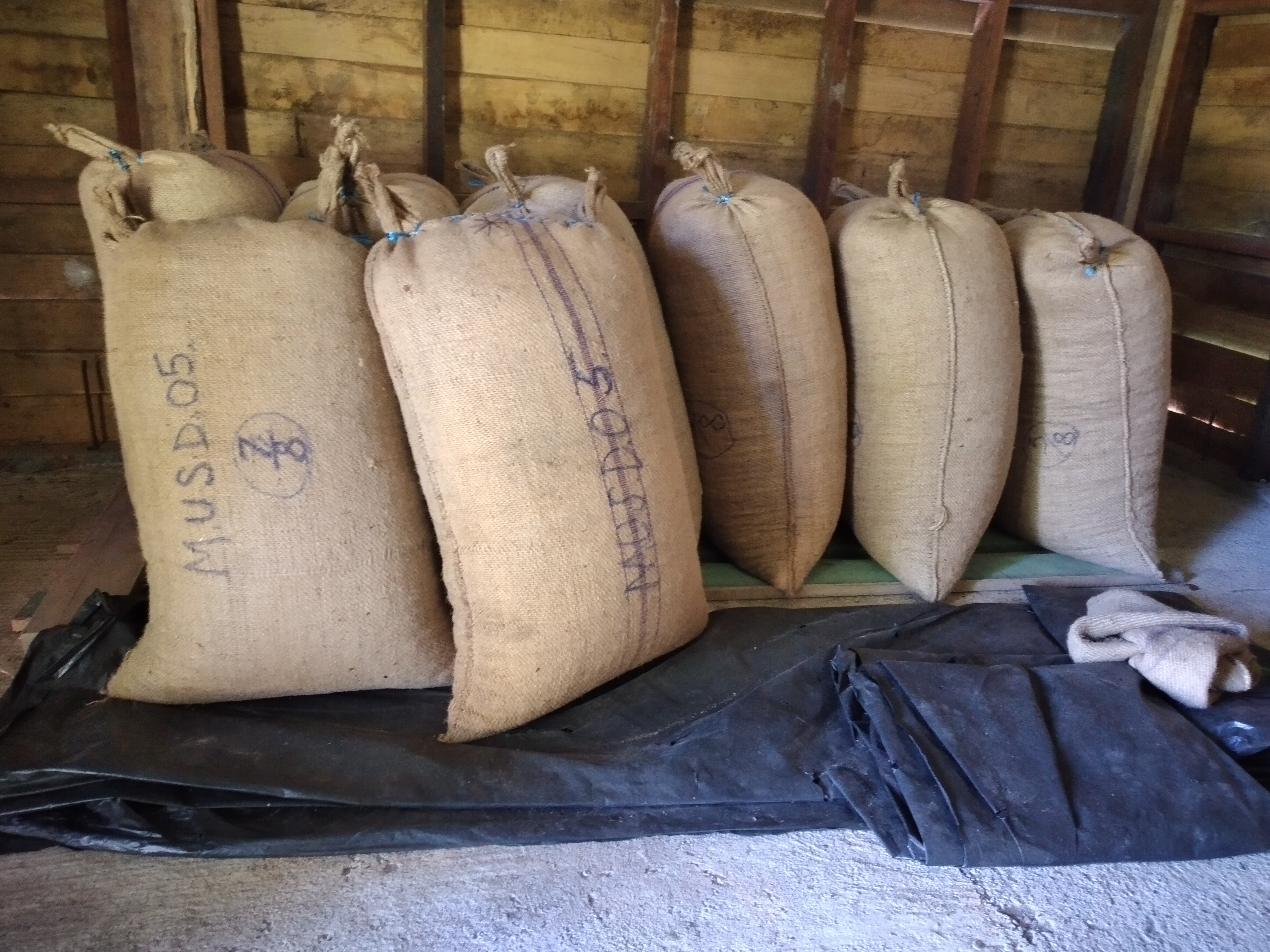 Bags of cocoa awaiting shipment to buyer
