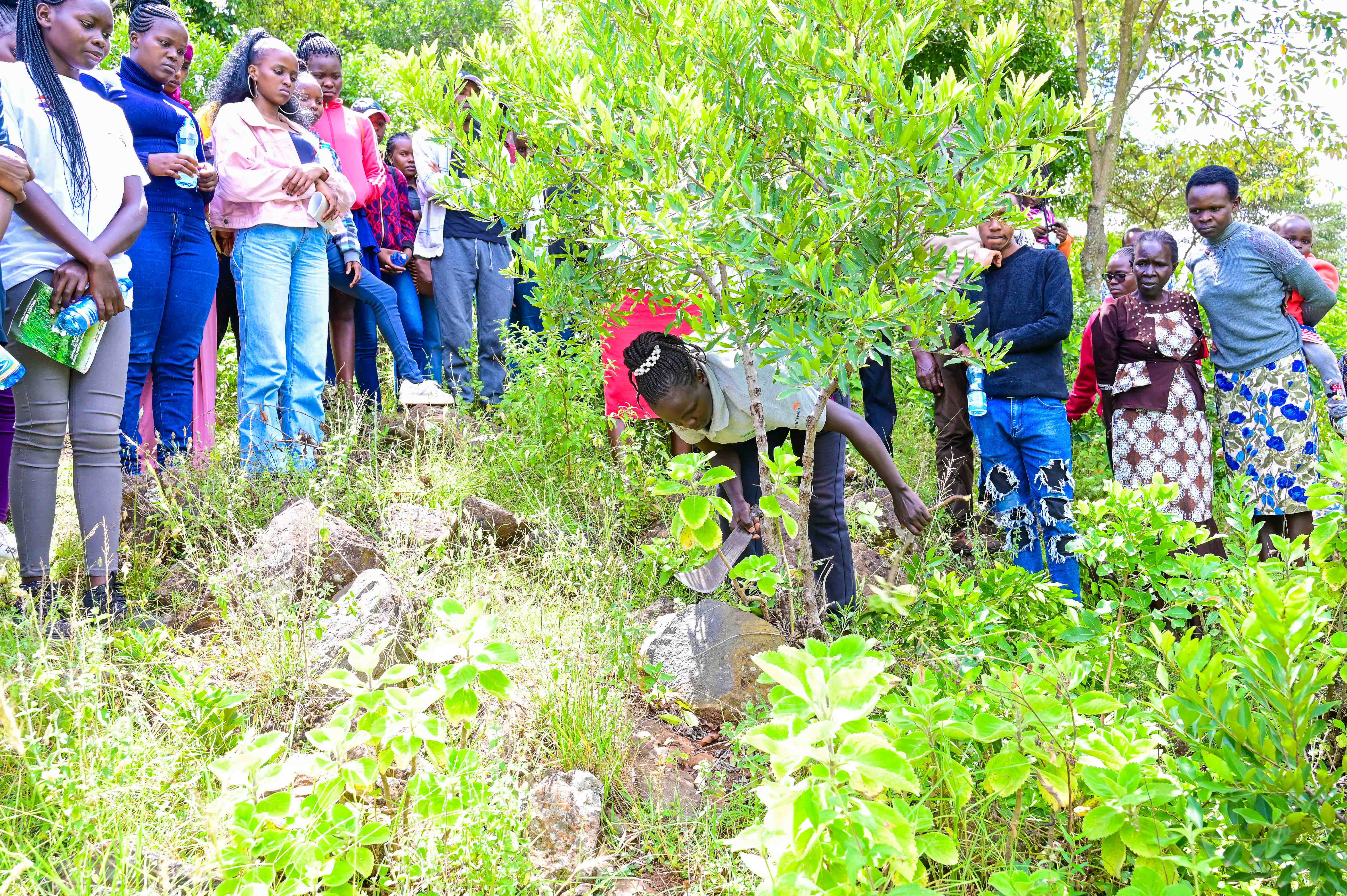 Sophia demonstrates proper tree pruning techniques to Moi University students from Eldoret, alongside community members during a practical learning session. ©World Vision Photo / Hellen Owuor