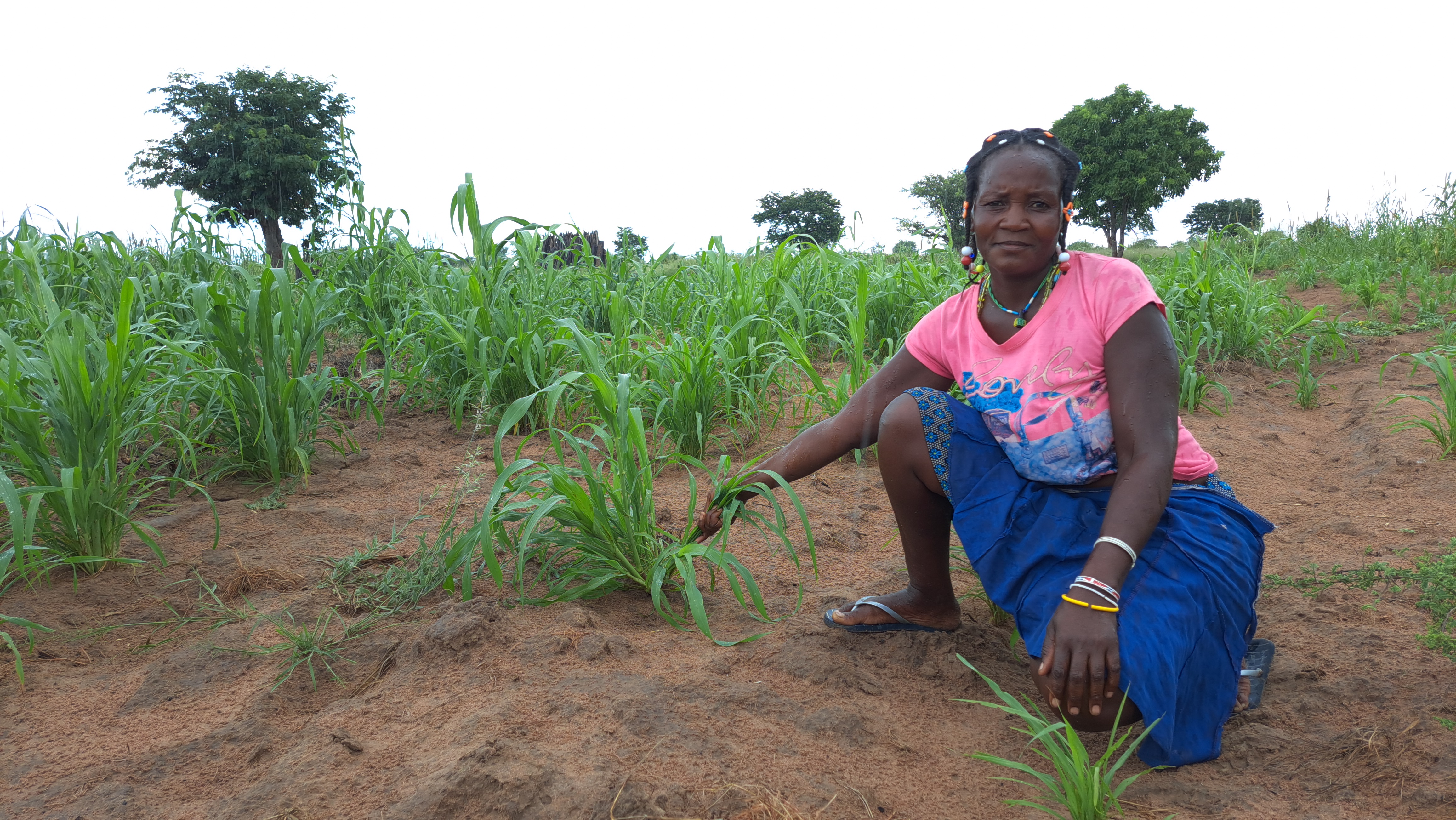 Josefa João no meio do campo de massango com plantas que não cresceram devido à falta de chuva.