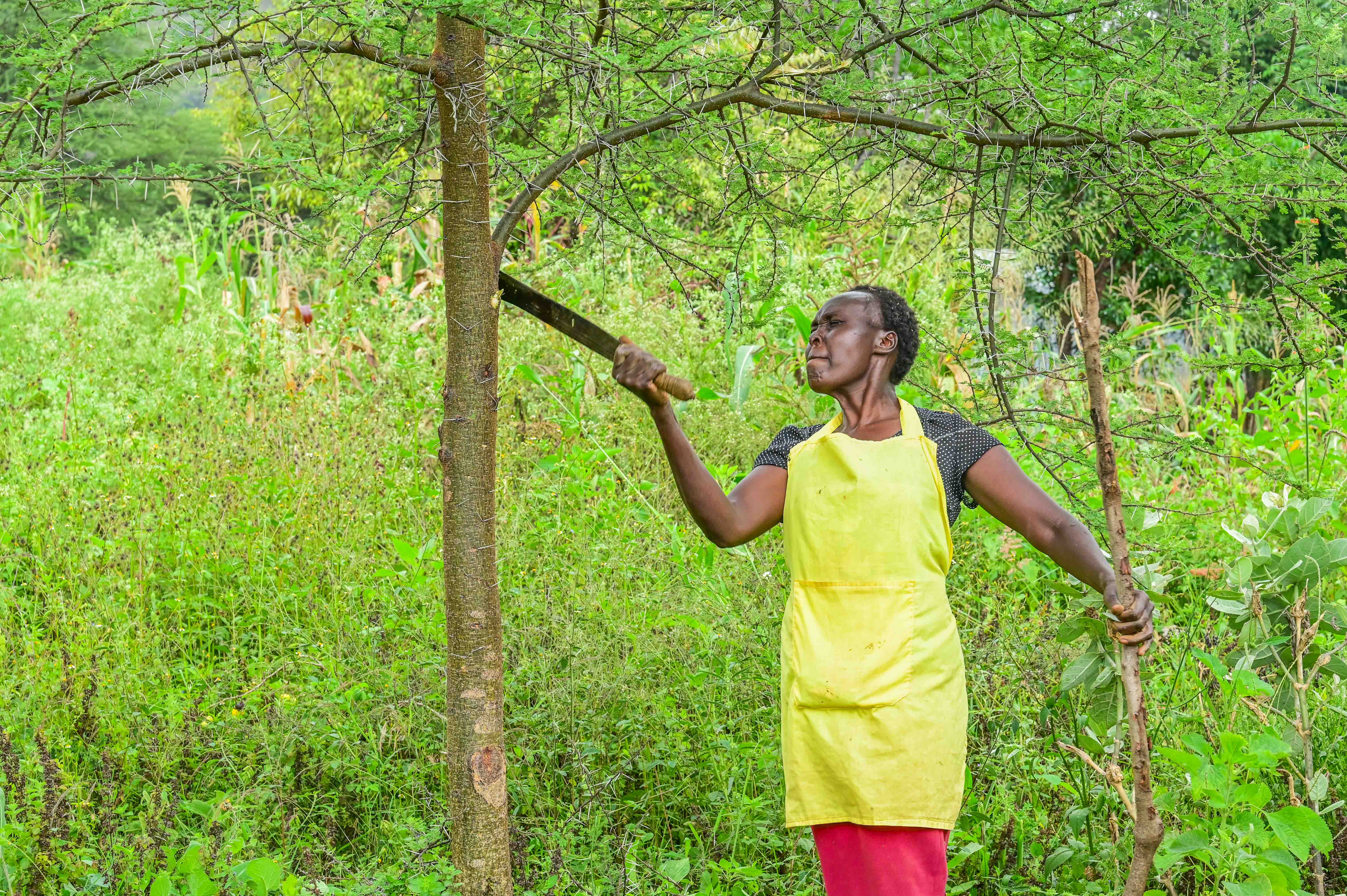 When Salina and her family settled on their land in 2001, they cleared the acacia-dominated farm to make room for crop cultivation, unaware of their value. ©World Vision Photo/ Hellen Owuor