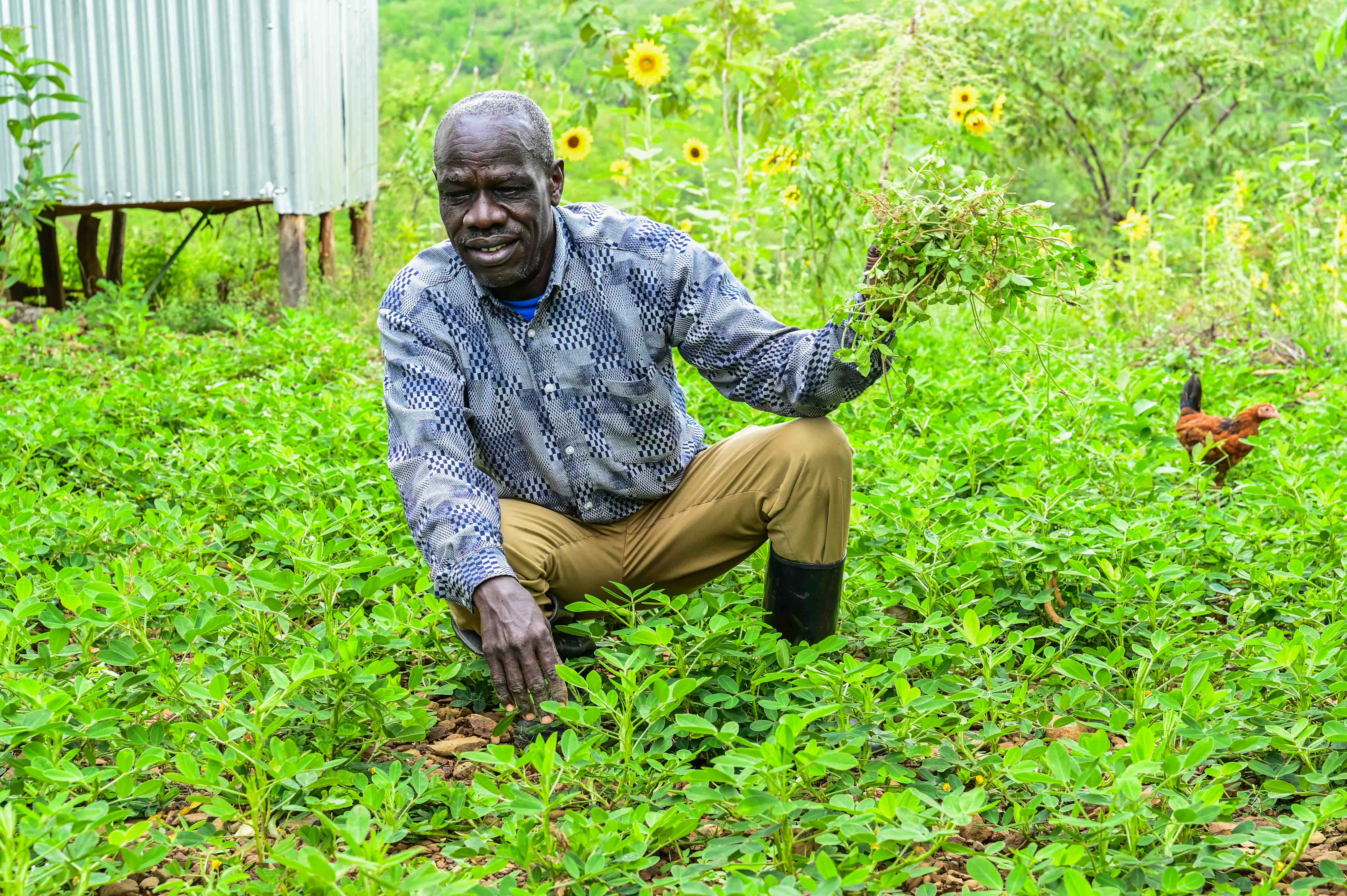 Musa’s land, once unproductive, now flourishes with diverse crops and pasture. ©World Vision Photo/ Hellen Owuor
