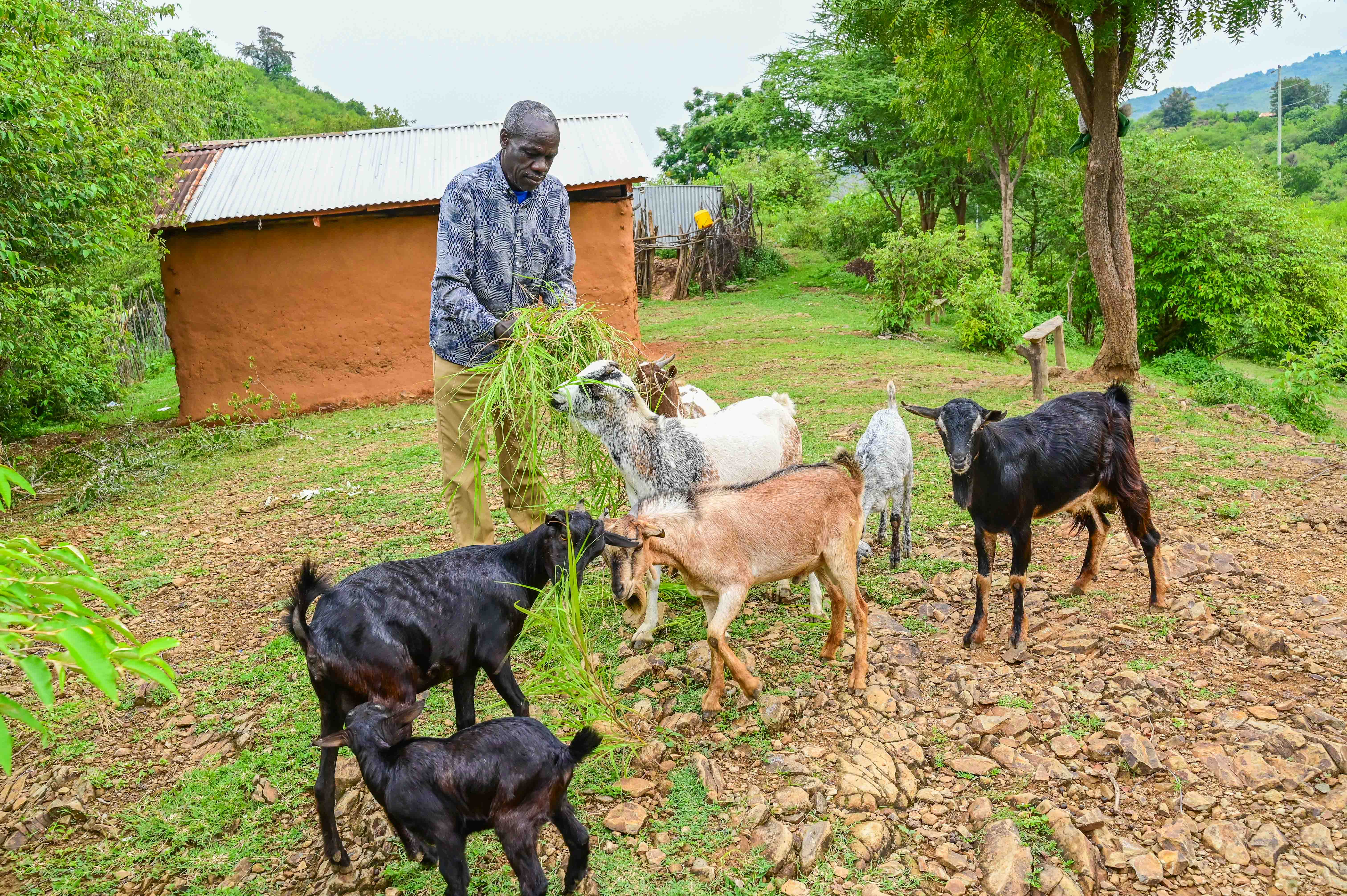 By thinning his current FMNR farmland, Musa eliminated hiding places for predators that constantly preyed on his goats. ©World Vision Photo/ Hellen Owuor