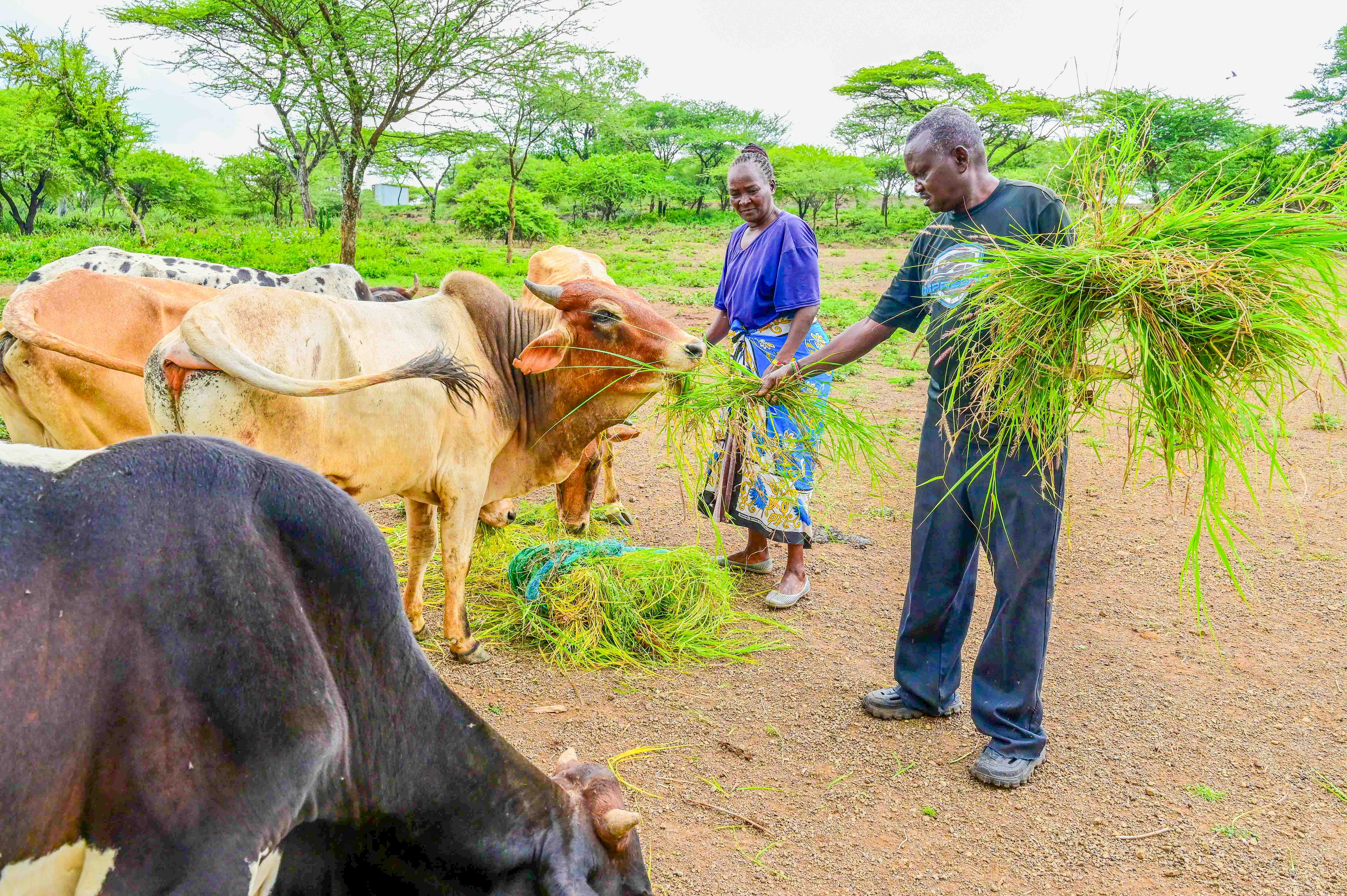 Thanks to FMNR, Christine and her husband now harvest enough indigenous grass from their farm to feed their livestock, eliminating the need to buy fodder.©World Vision Photo/ Hellen Owuor