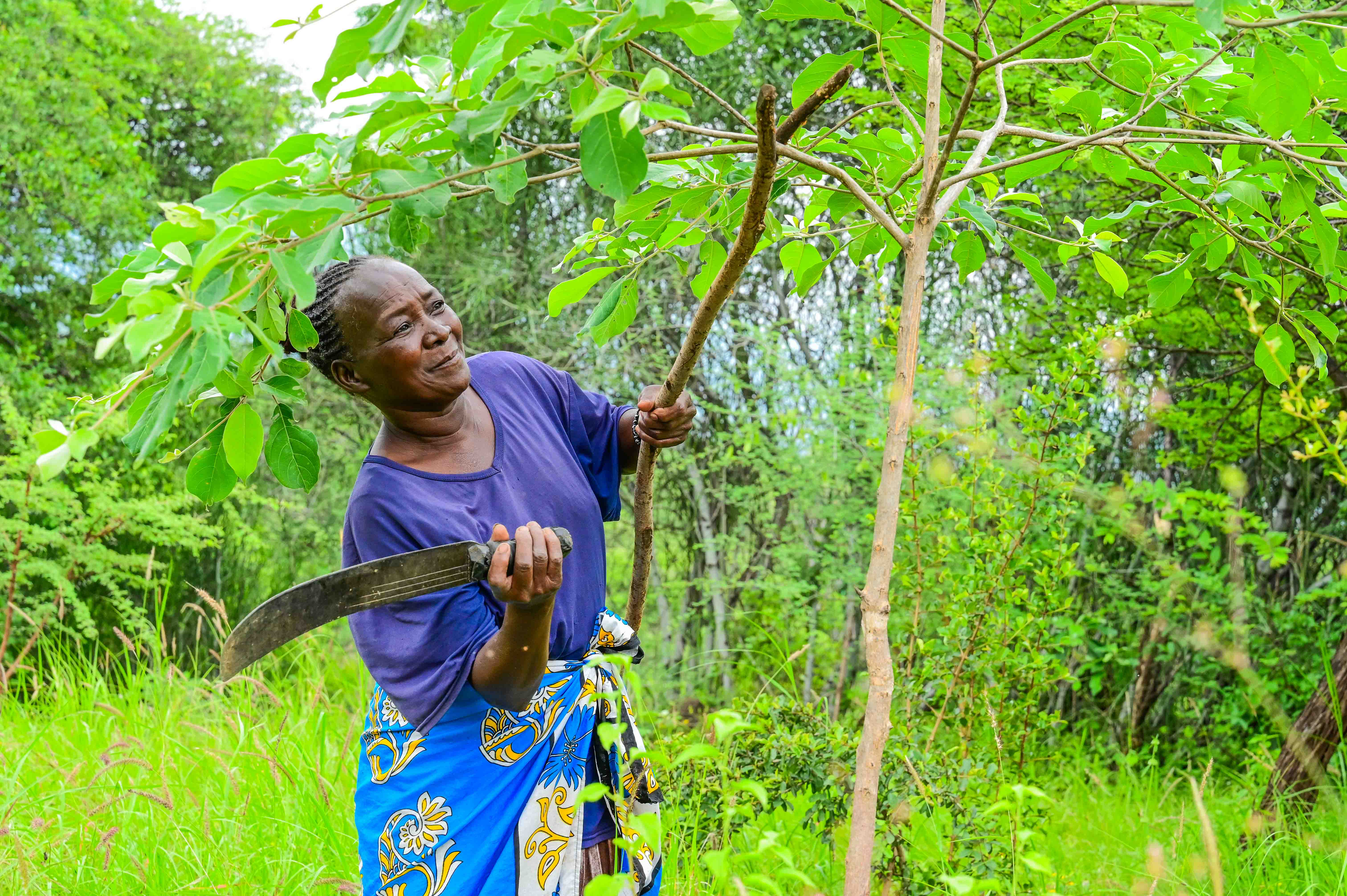 Within months of consistent pruning and management, indigenous grass and trees began to regenerate on Christine’s farm. ©World Vision Photo/ Hellen Owuor