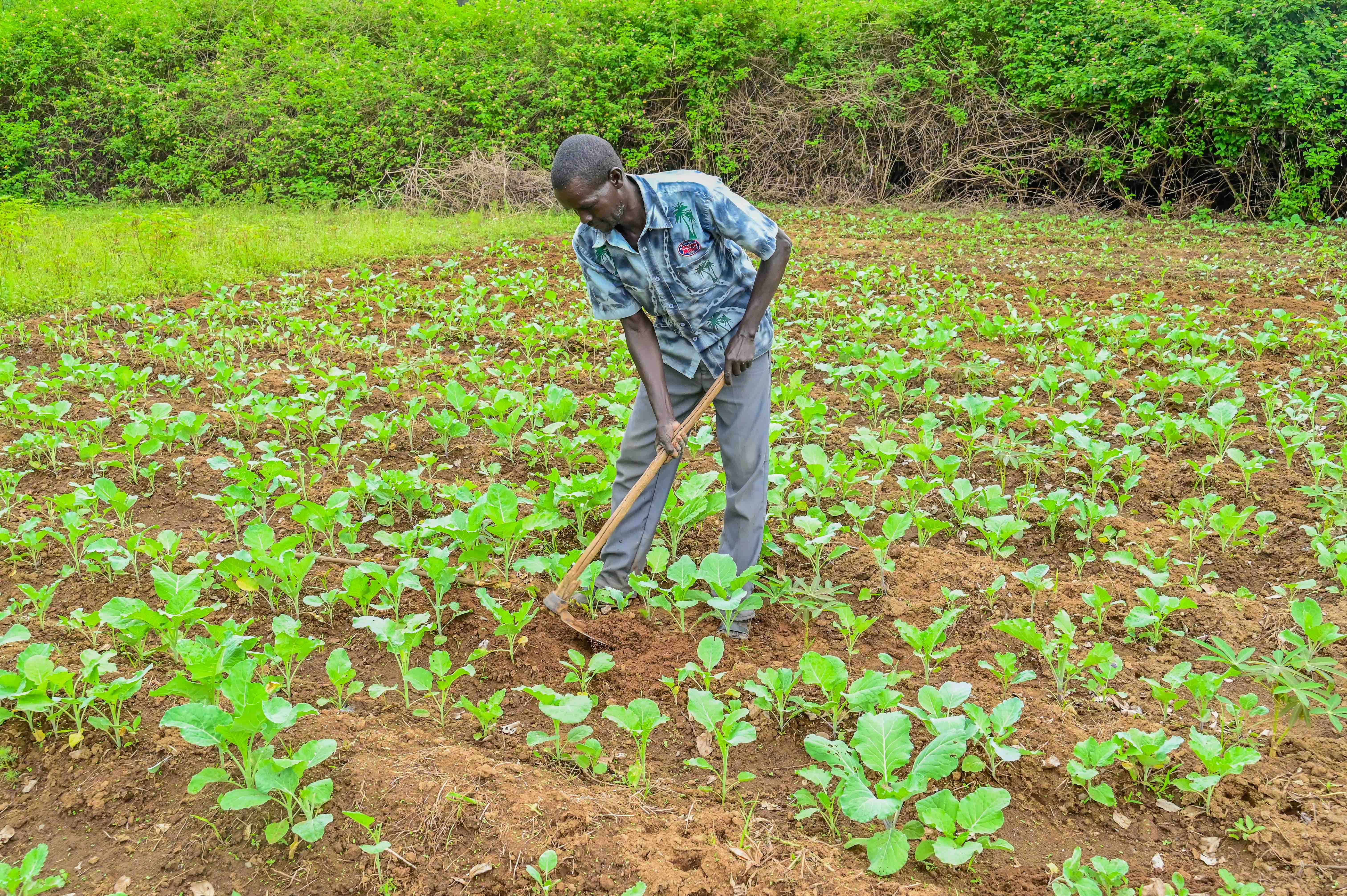 Thanks to FMNR, Musa now leases his land to farmers for grazing during the dry season and sells surplus crops from his farm, generating income he saves through his S4T group. ©World Vision Photo/ By Hellen Owuor