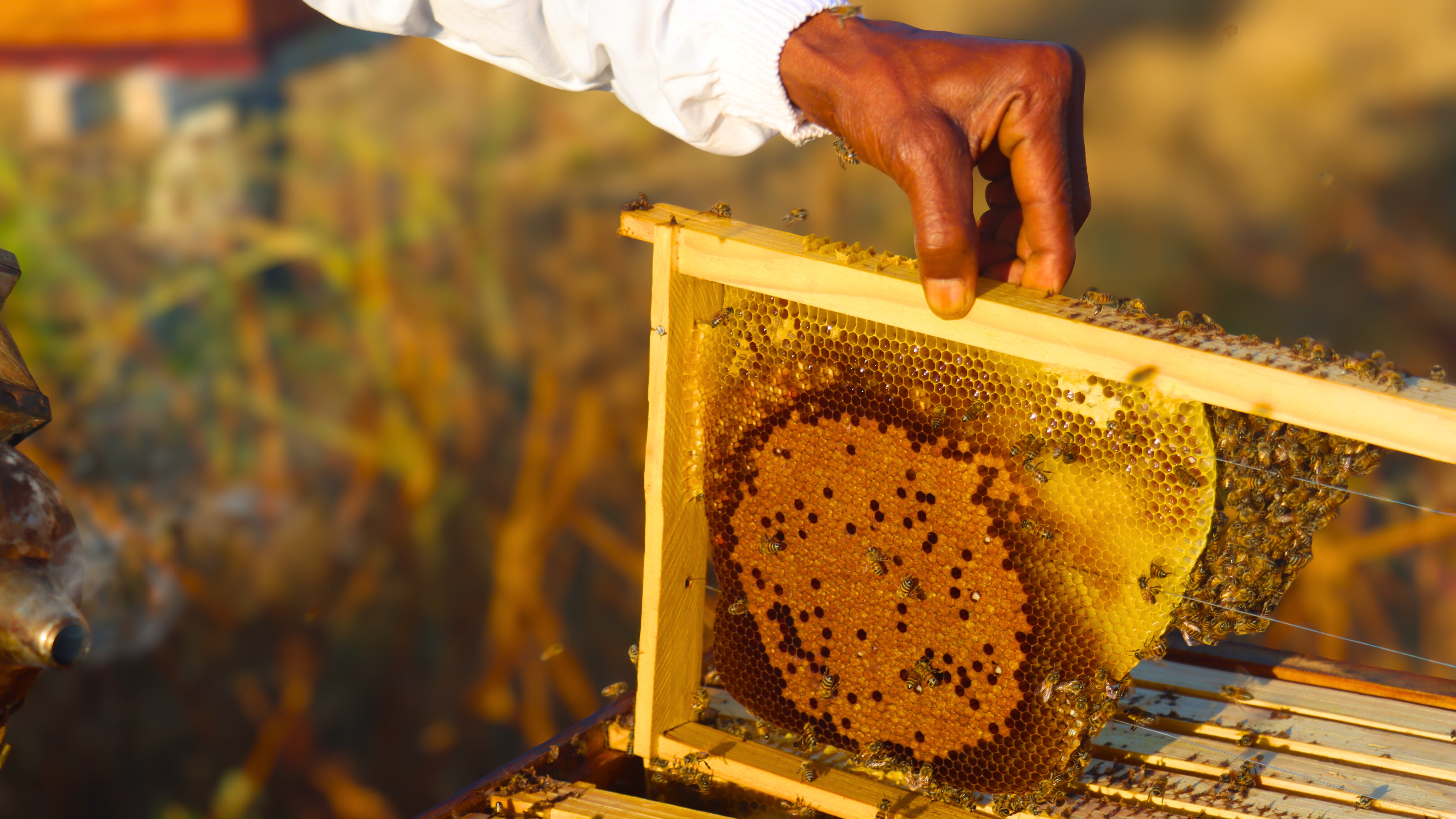 The beekeeping projects is a lifeline for many families in Lobamba Lomdzala.