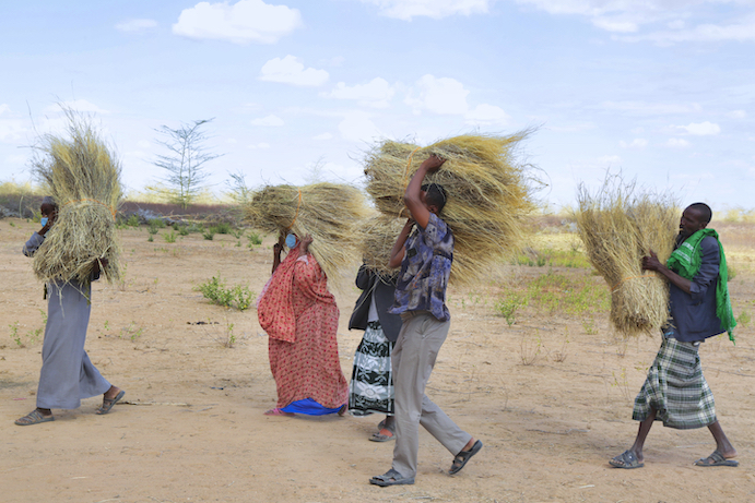 Harvested hay is sustaining animals and bringing in income  for farmers which they use to buy food.©World Vision Photo/Martin Muluka.