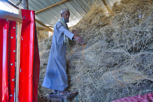 Abdi uses the hay he preserved to feed his livestock and also generate income by selling it to other people. This has enabled him to boost his household income.©World Vision Photo/Sarah Ooko. 